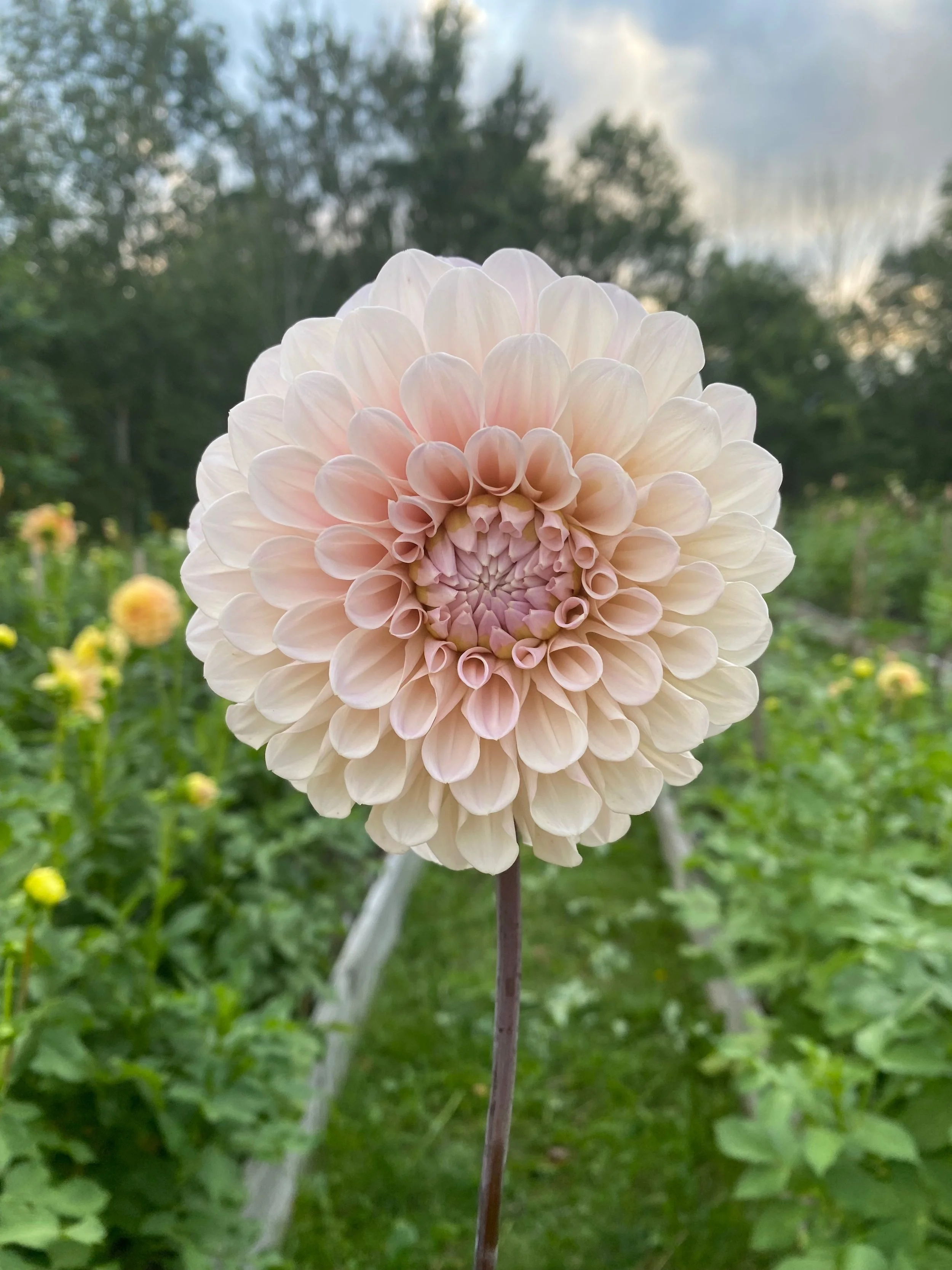 Sweet Nathalie - Farmer BULK (Free Shipping)