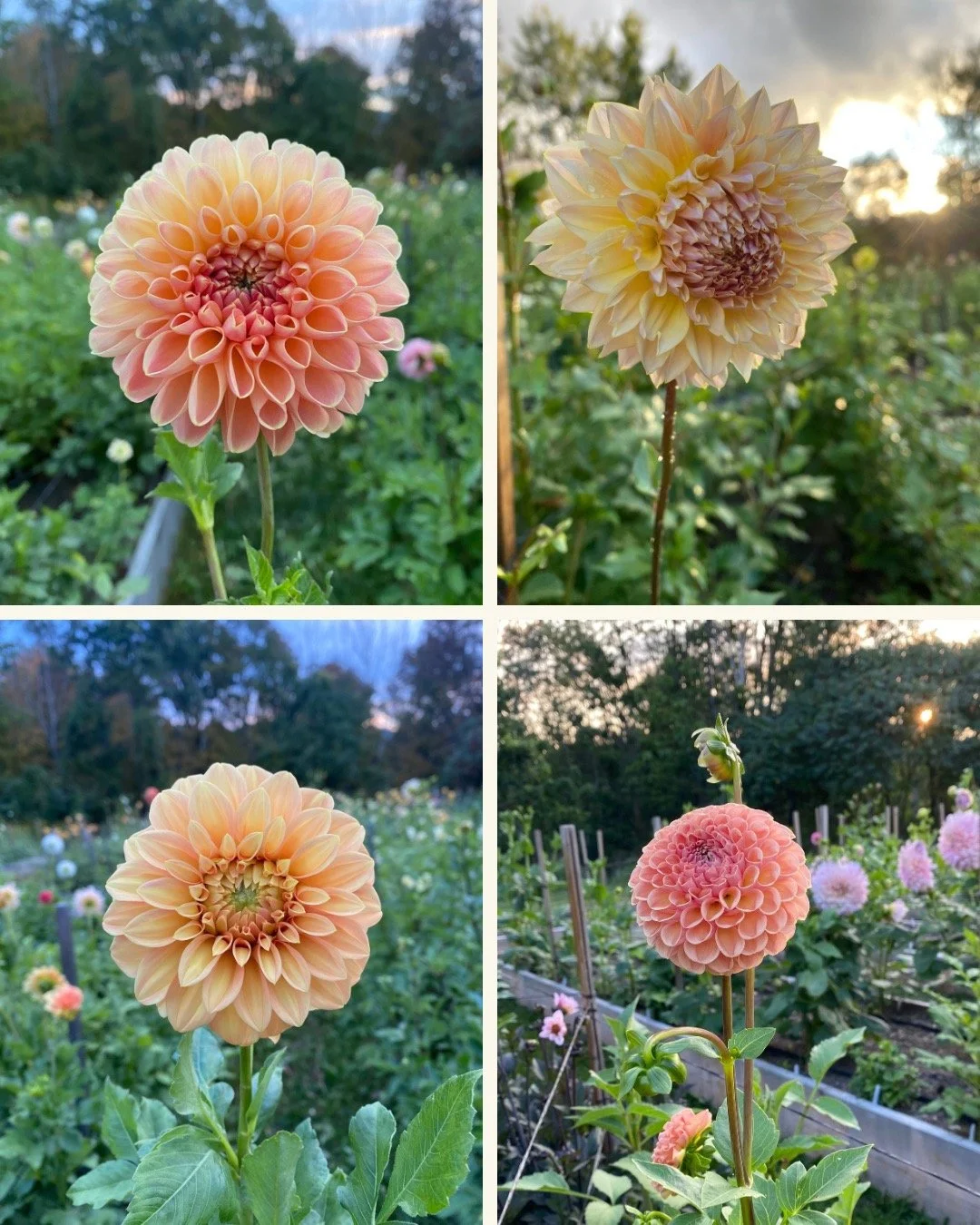 Harvest Cloud Collection (Free Shipping)