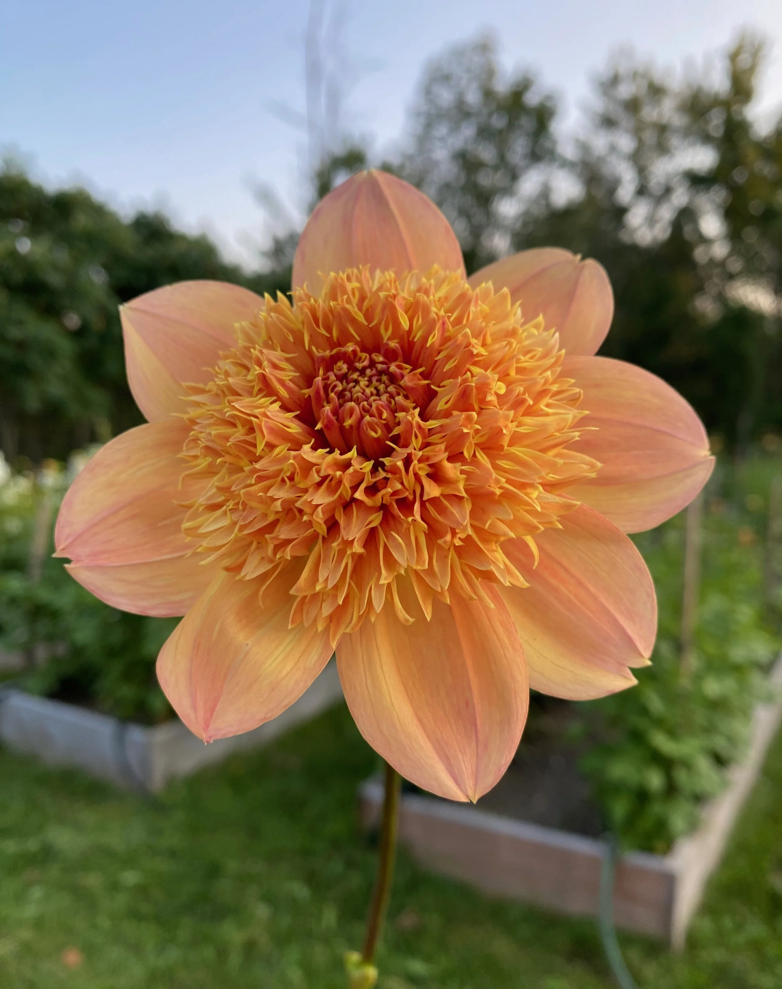 Sandia Brocade - Farmer BULK (Free Shipping)