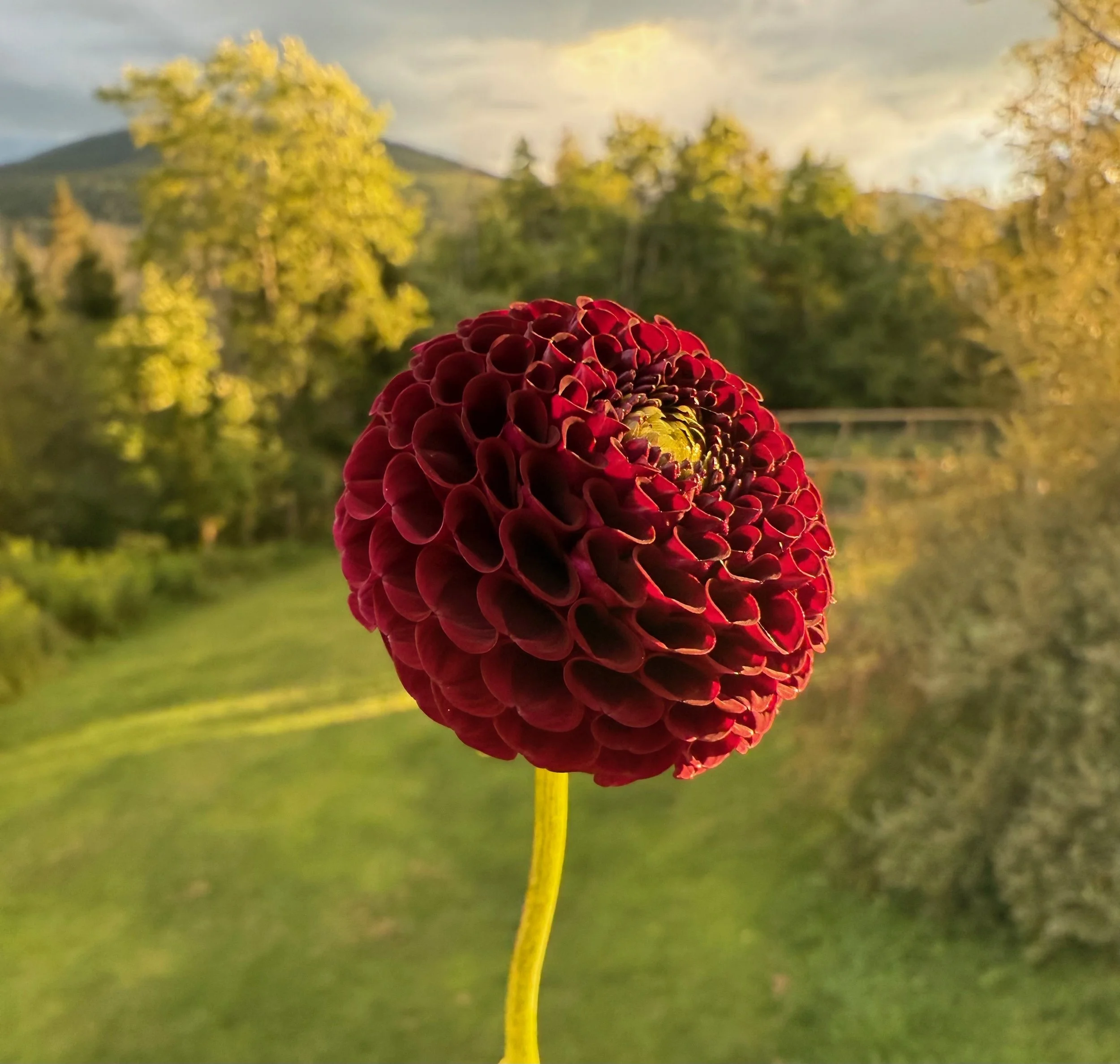 Crossfield Ebony.jpeg