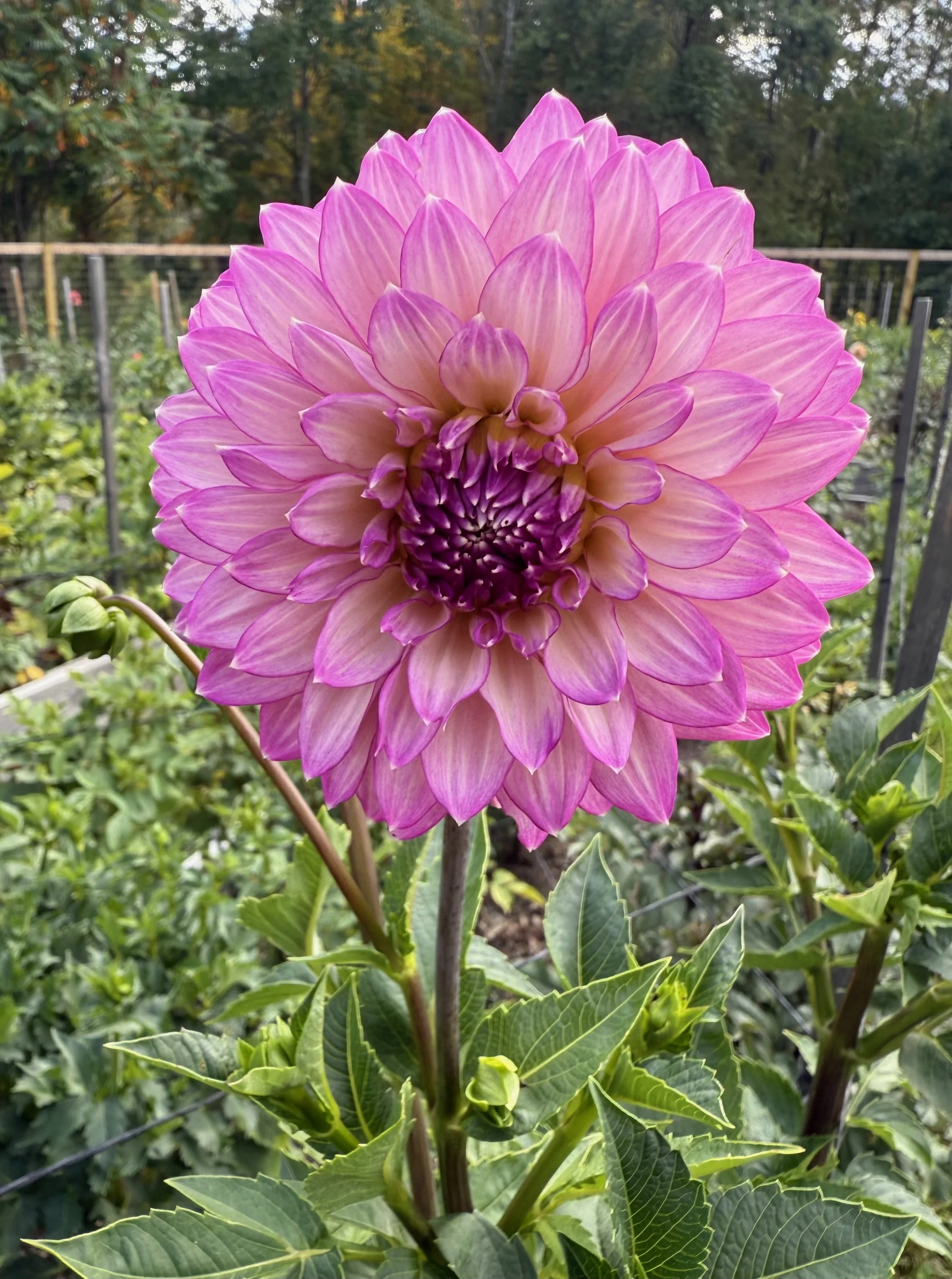 Bloomquist Clear Delight3.jpeg