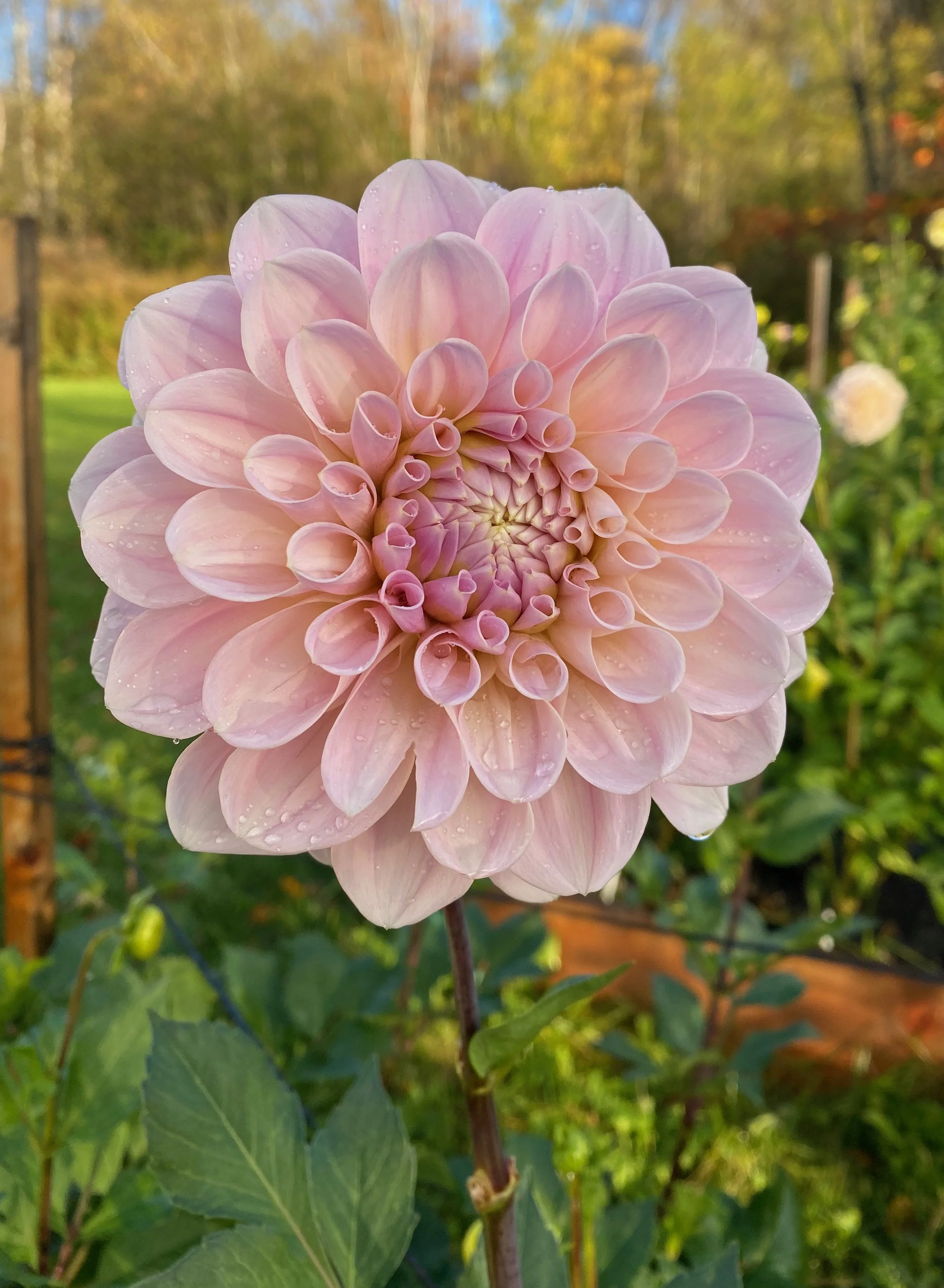 sweet nathalie2.jpeg