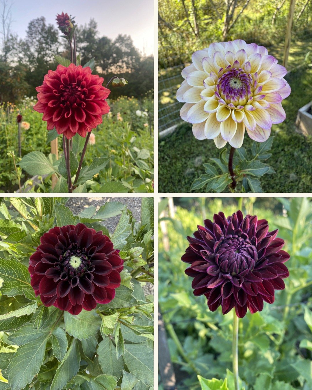 Midnight Cloud Collection (Free Shipping)