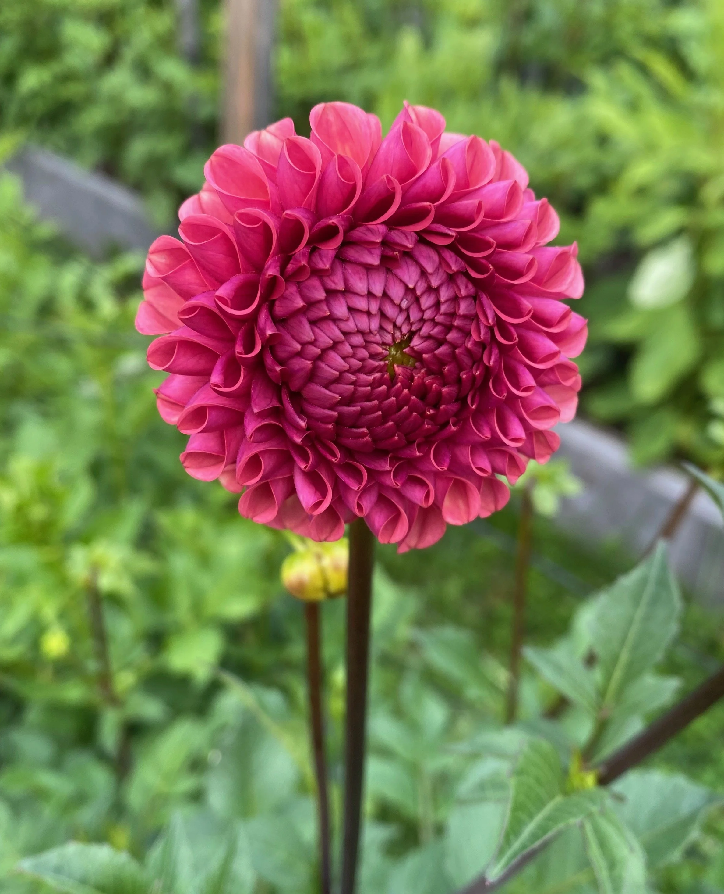 Ferncliff Rusty - Farmer BULK (Free Shipping)