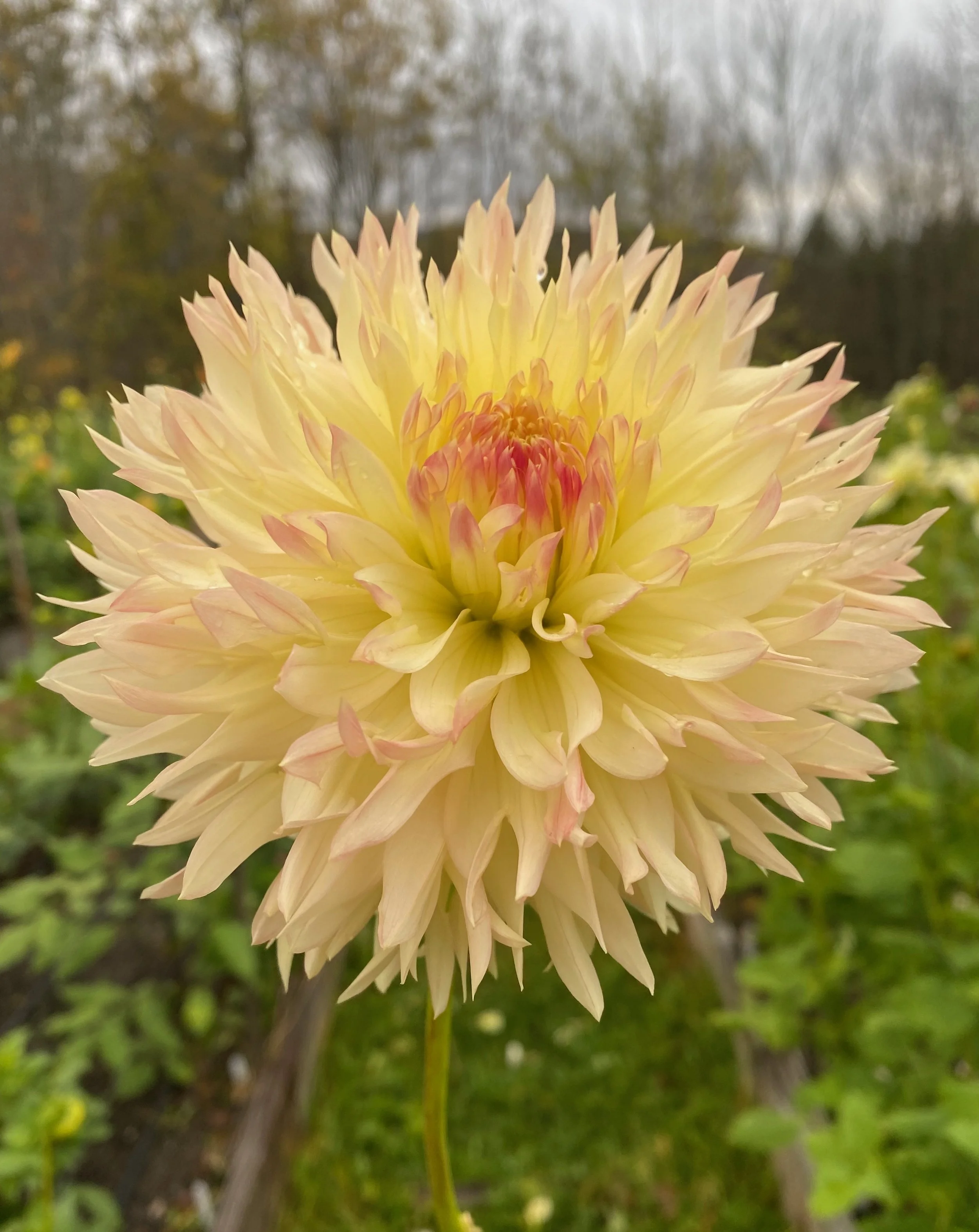 Hapet Champagne.jpeg