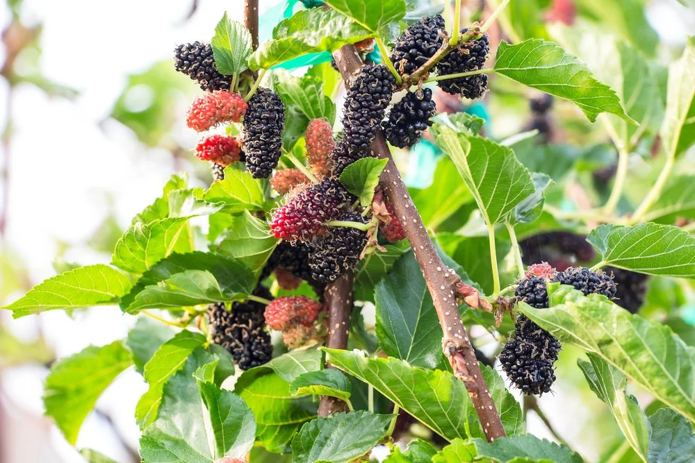 Looking at the medical properties of Mulberry’s, a common TCM herb.