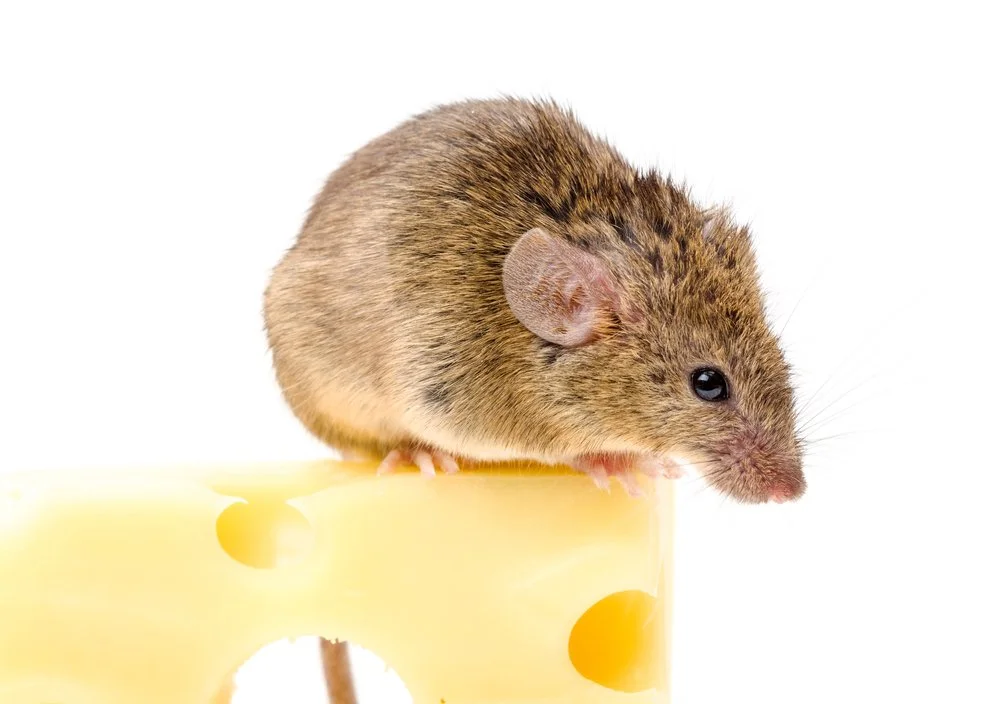 Study looking at TCM formula’s effect on gene expression in atherosclerosis in mice.