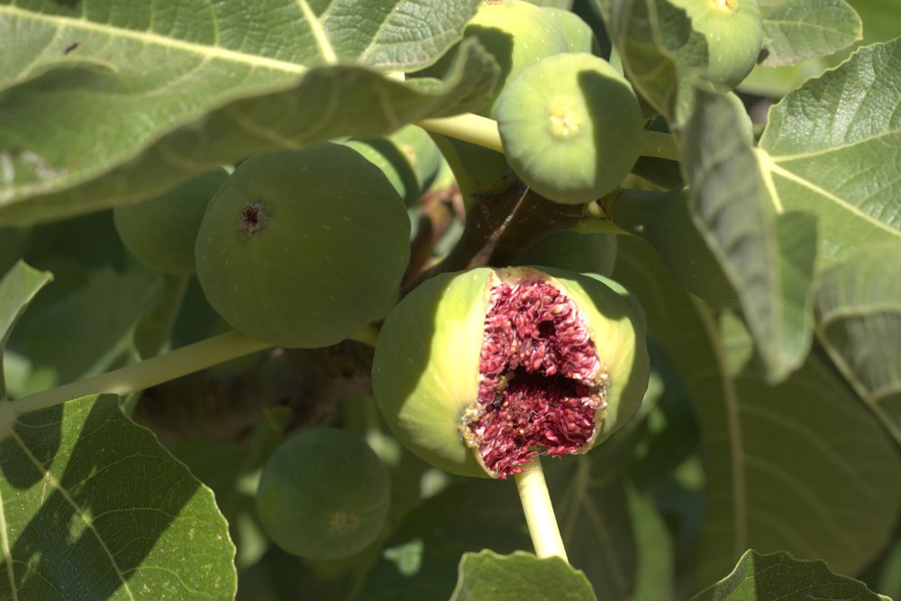 Research looking at using Ficus Virens Aiton leaves (white fig tree) to help protect the liver in sepsis.