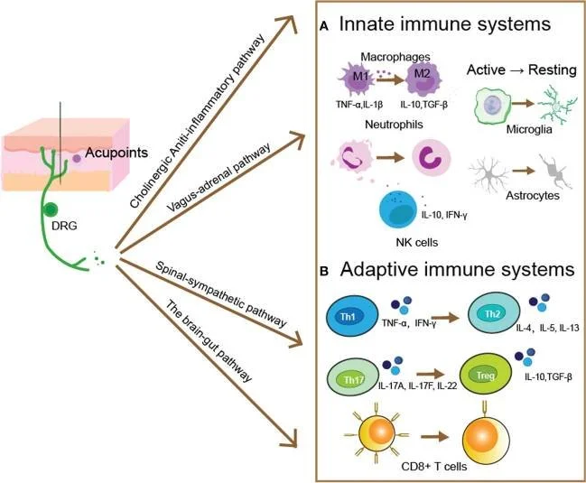 Research show how acupuncture helps to positively modulate the immune system.