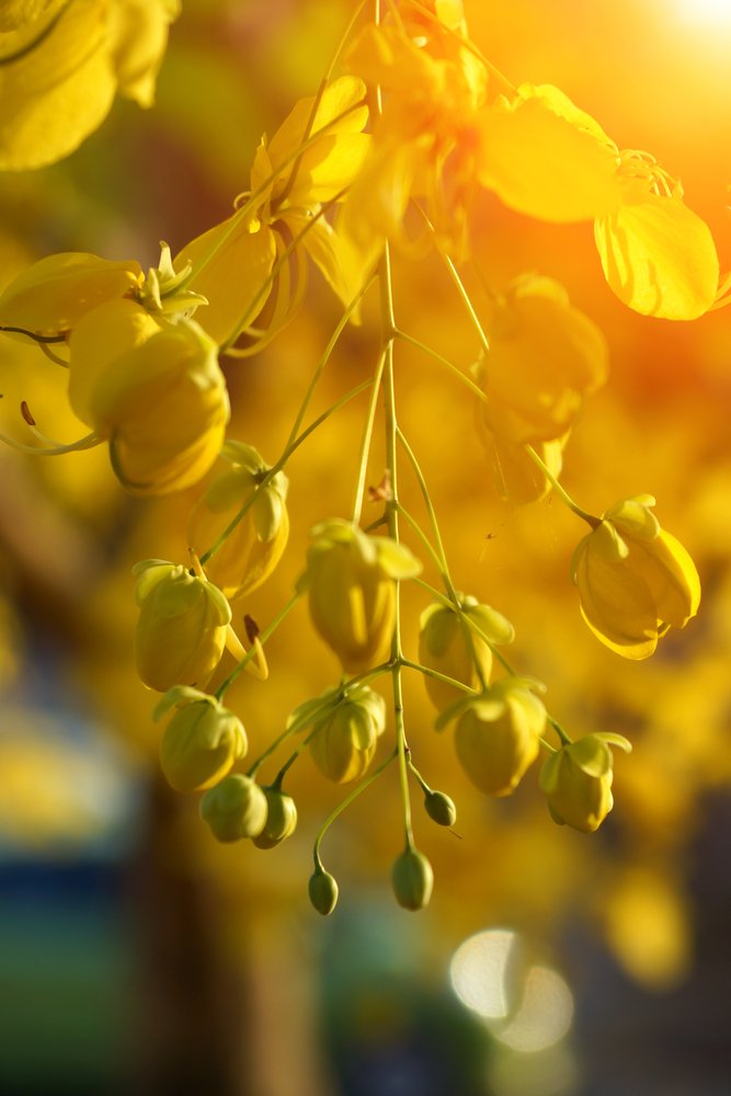 Juemingzi (Cassia seeds) and Fatty Liver Disease