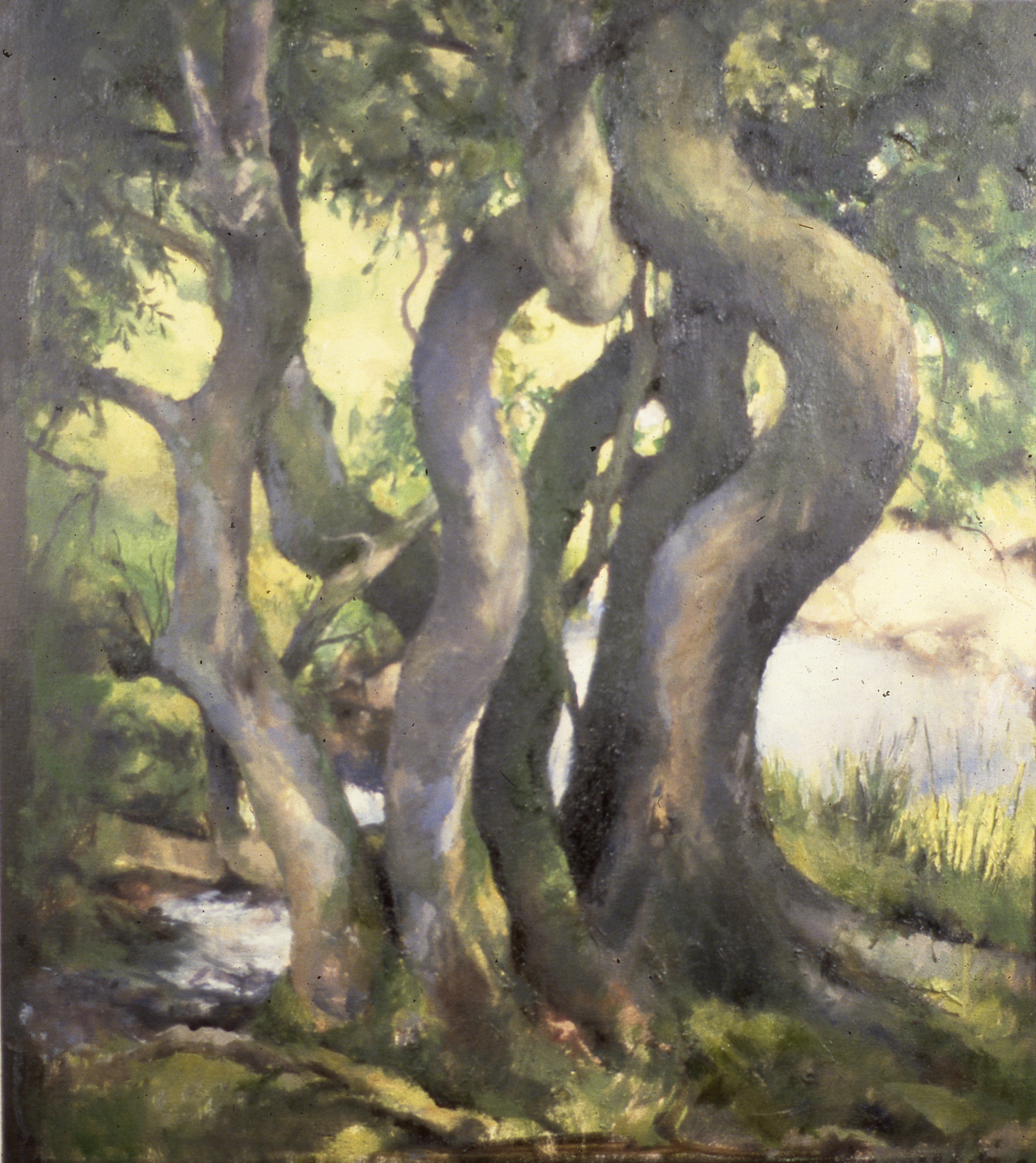 A watercolor painting of a grove of old, twisted trees with lush green foliage, sunlight filtering through the branches, and a small stream at the base of the trees.