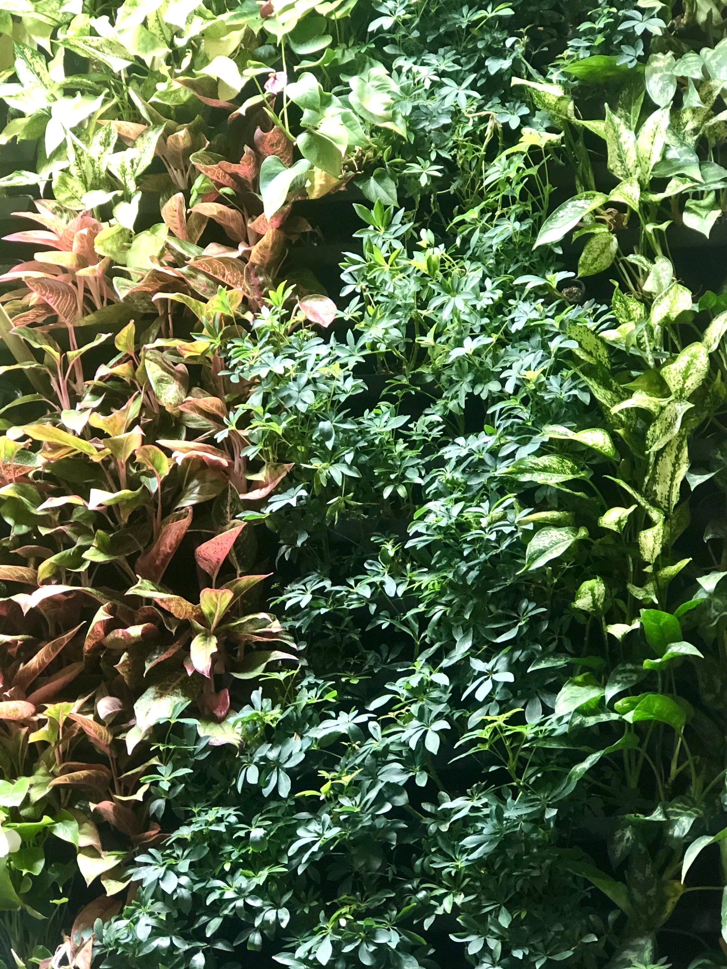 vertical green wall maintenance, installation and design