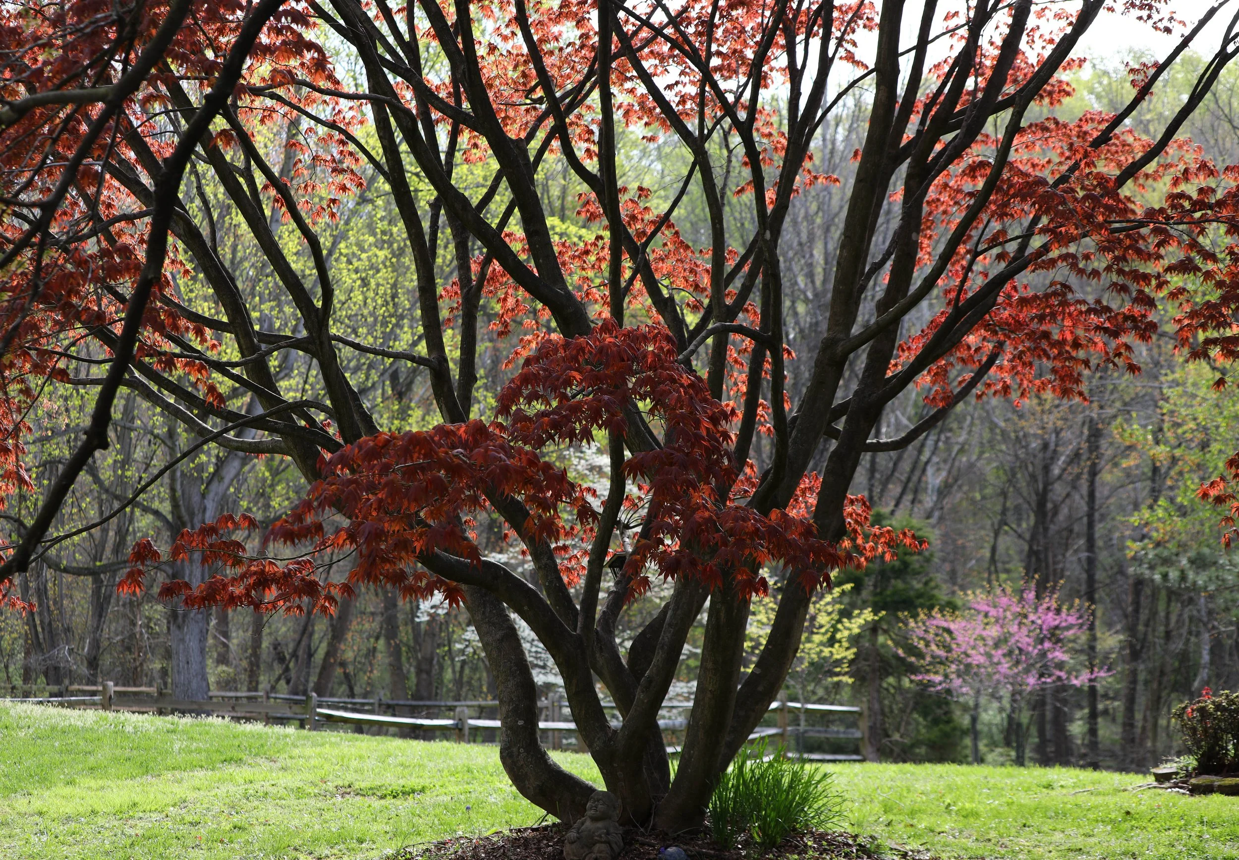 Bright red tree II.jpg