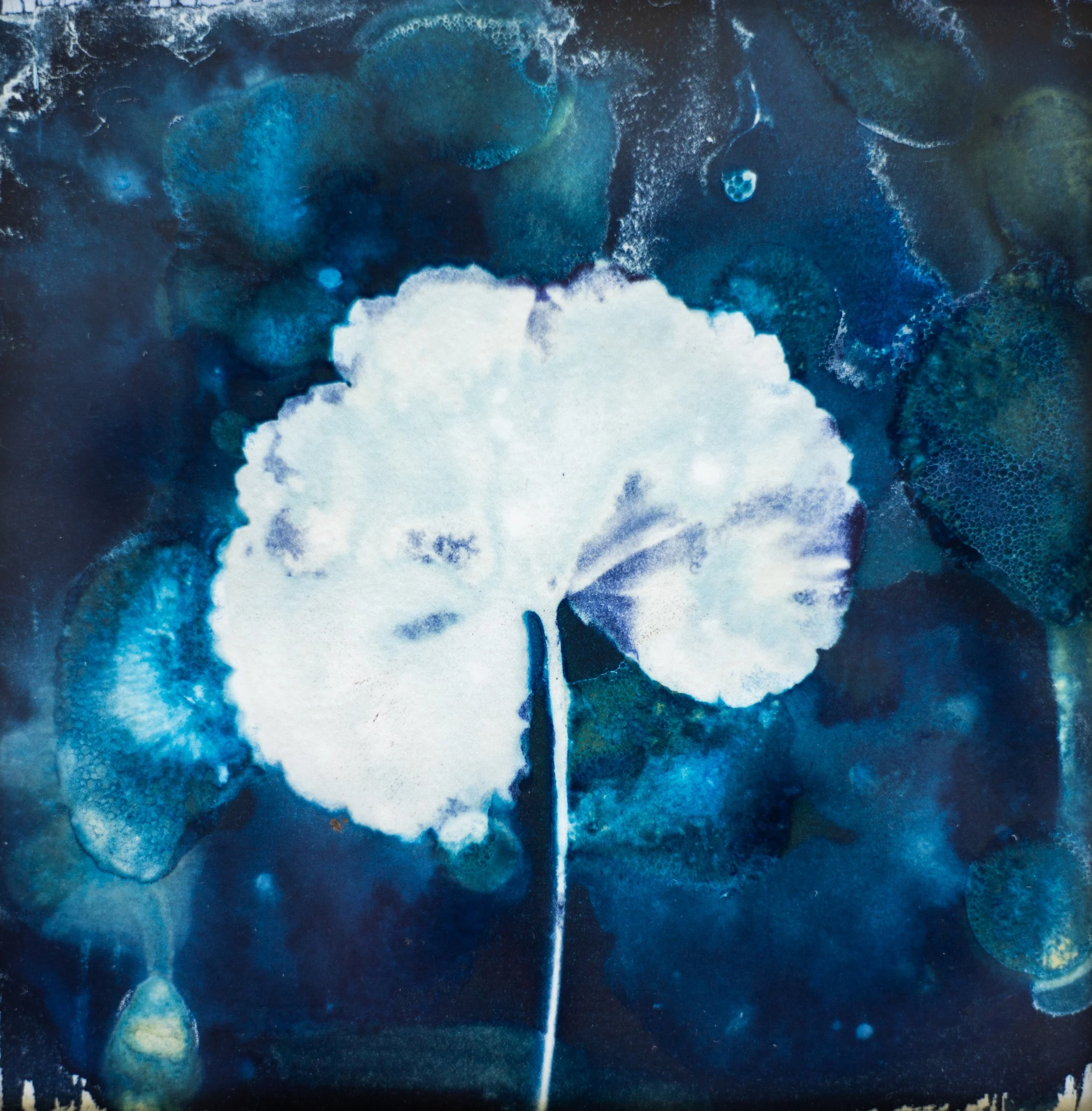 GERANIUM STUDY. PRINT 12.