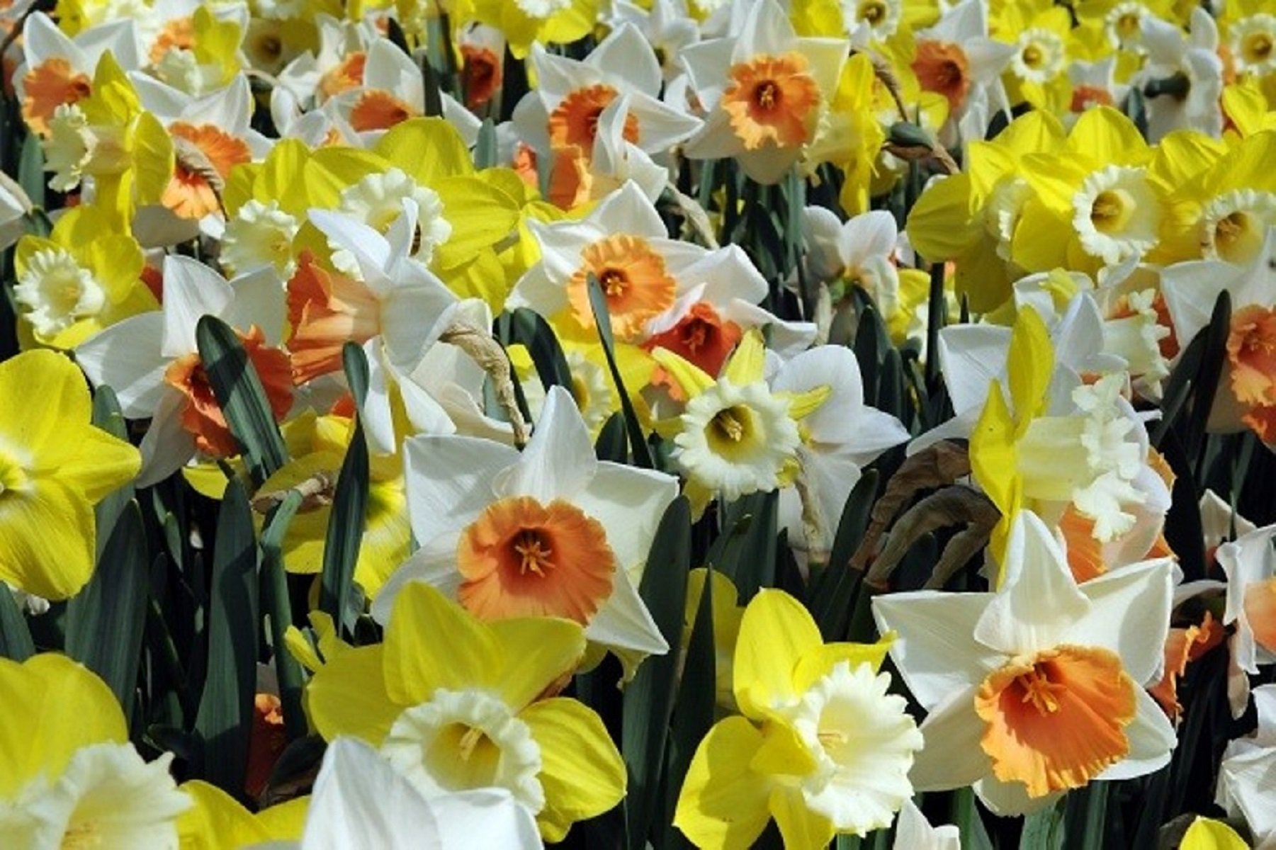 DAFFODIL MIX_Landscape_Landscape.jpg