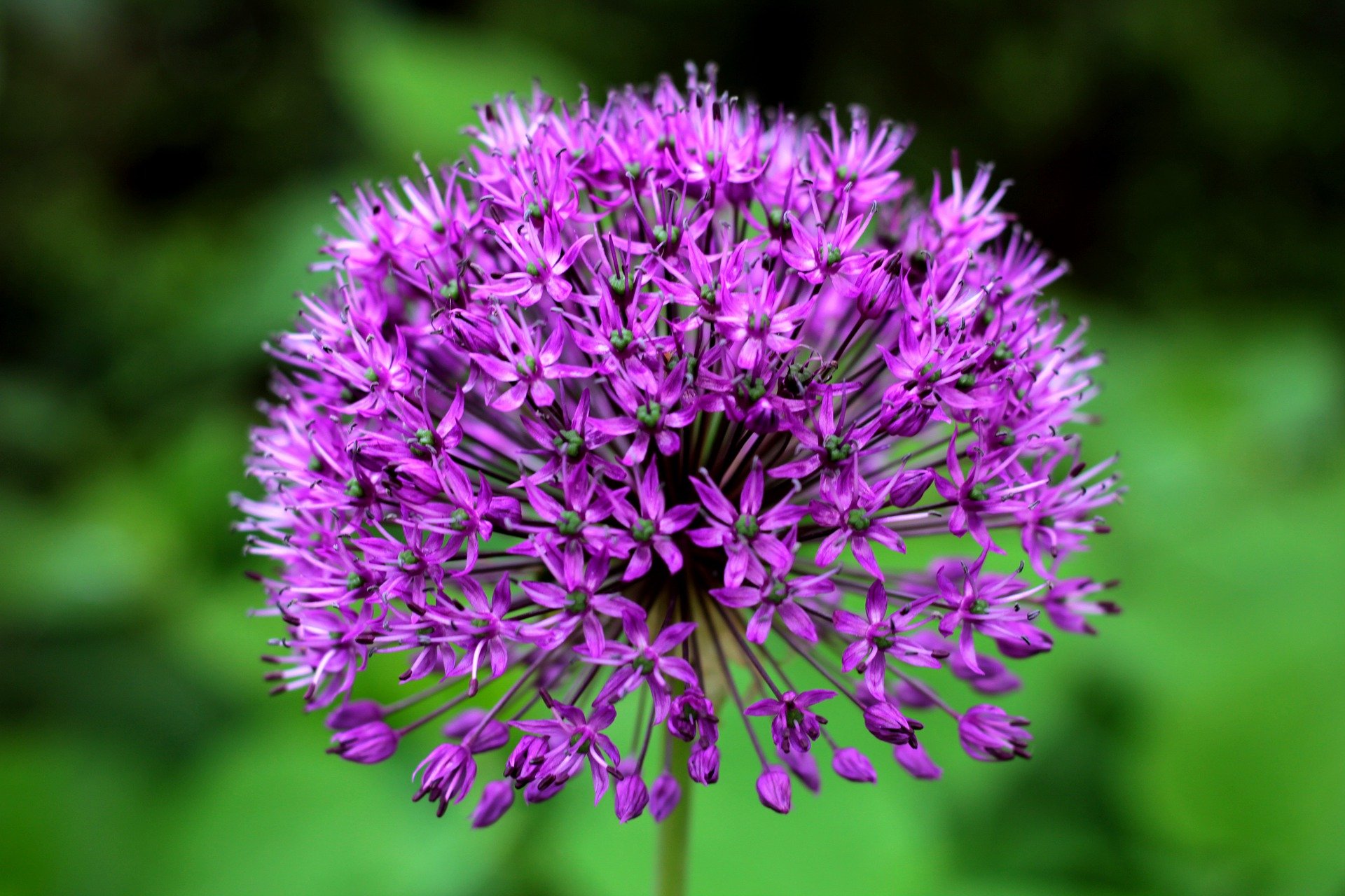 ALLIUM SPECIES PURPLE SENSATION_Bloom_Bloom.jpg
