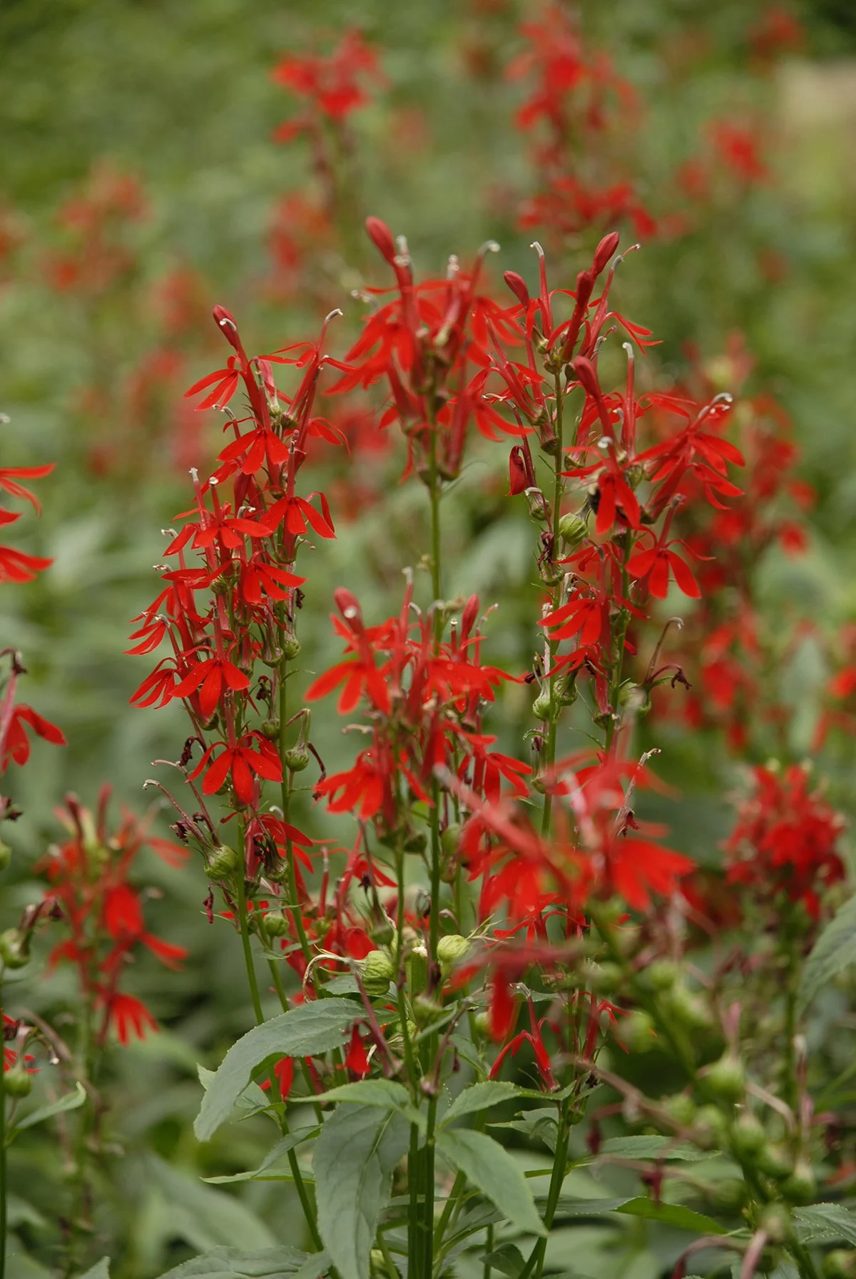 Queen Victoria Cardinal Plant (Lobelia species cardinalis)
