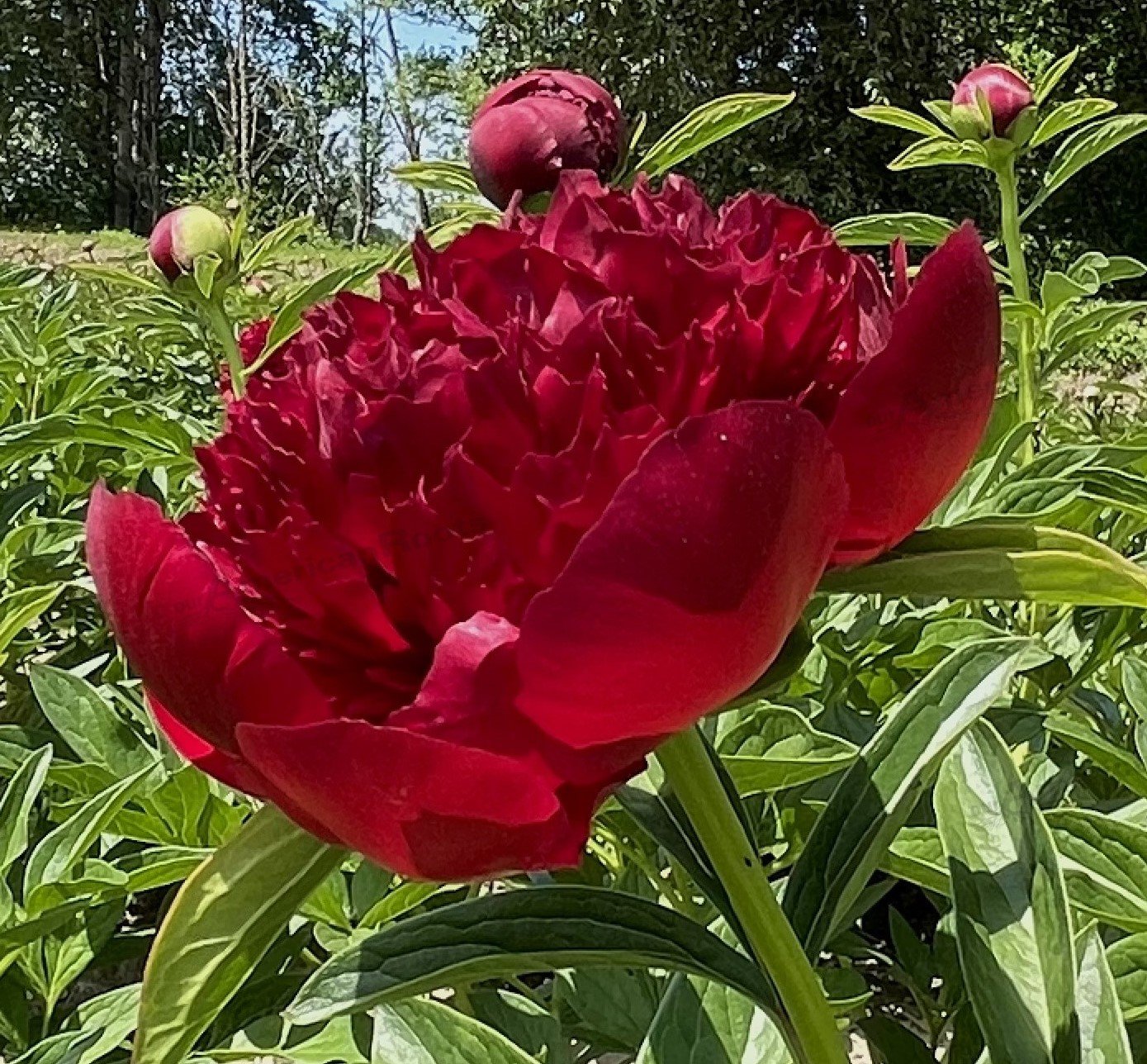 Red Charm