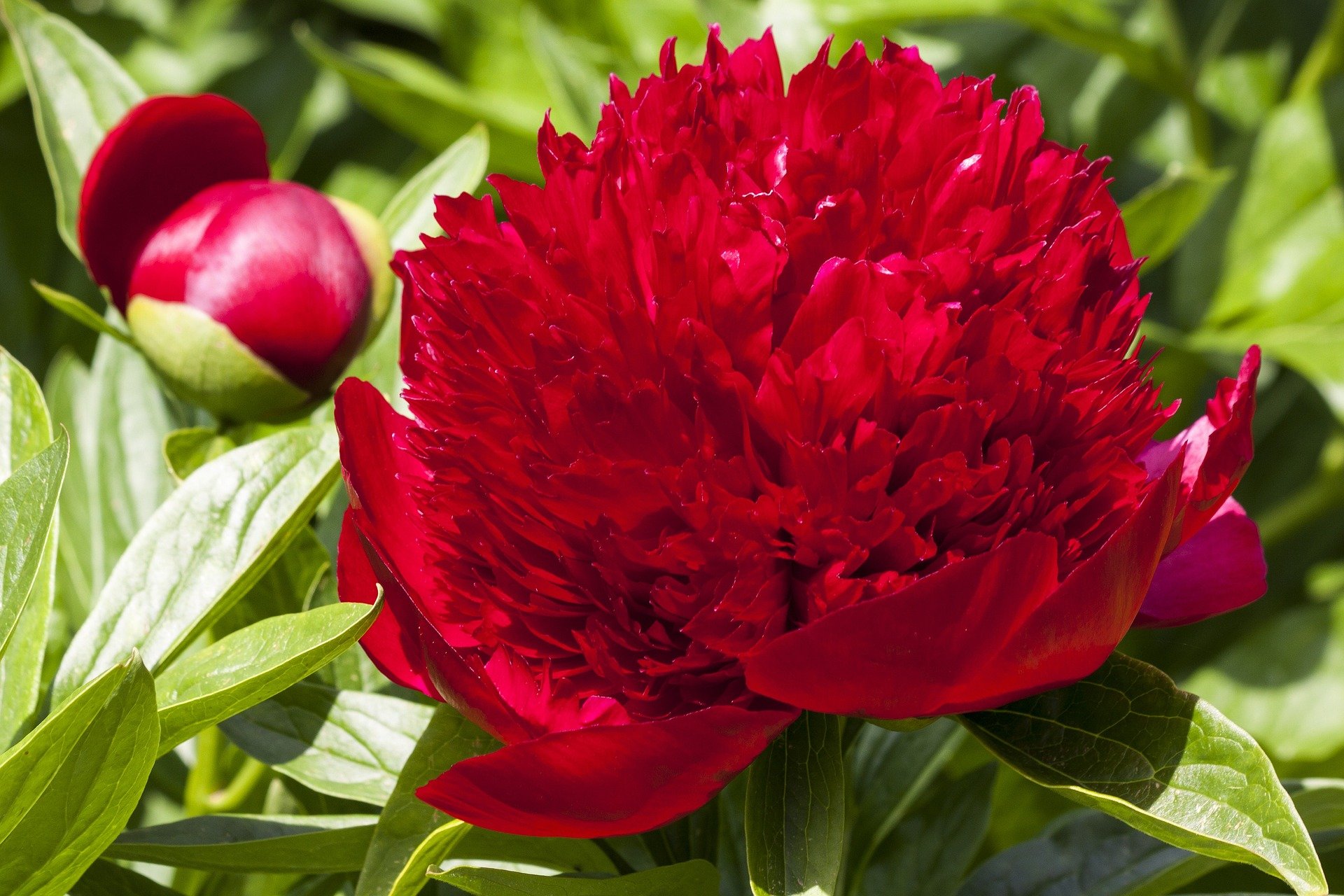 Red Charm