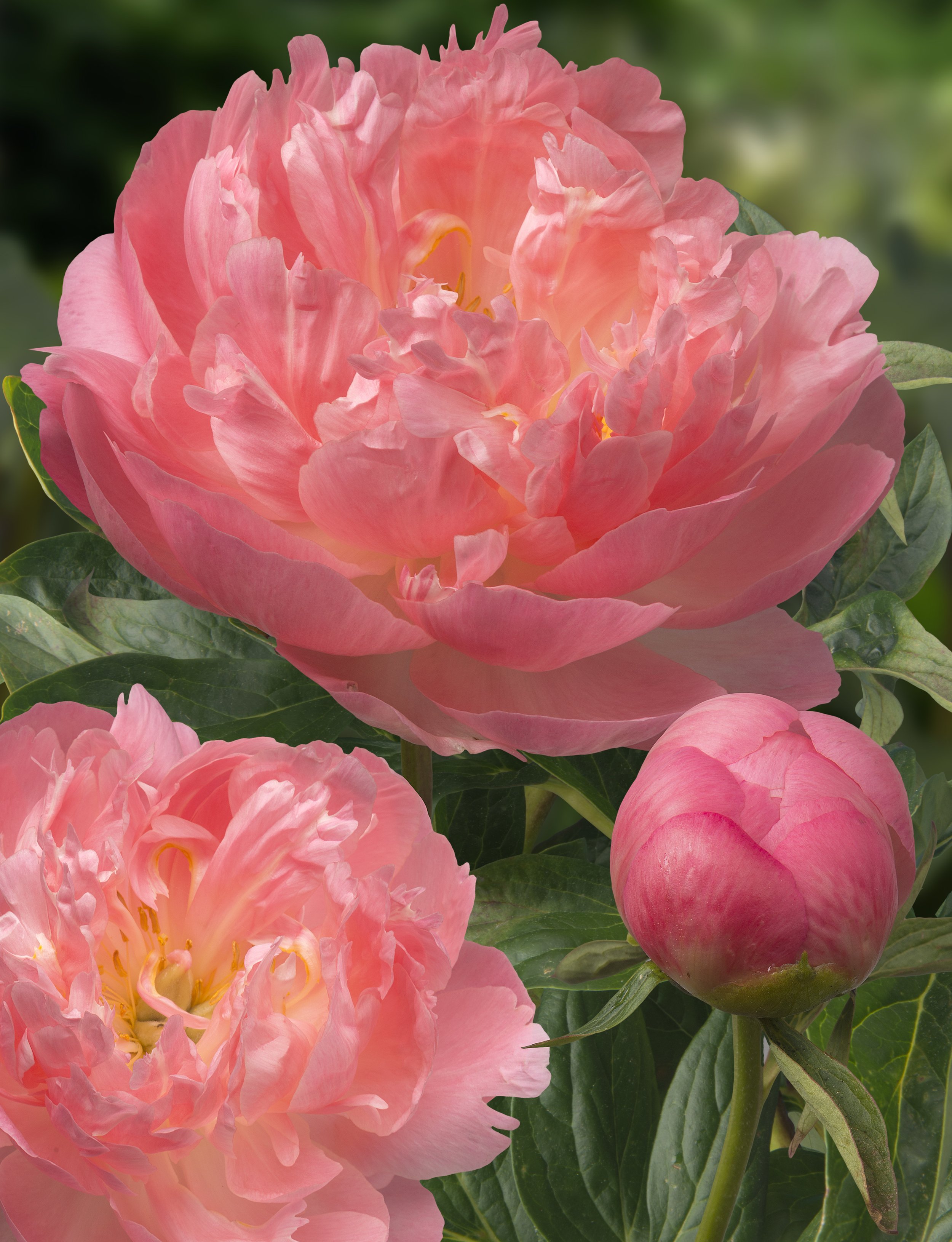 PEONY LACTIFLORA PINK HAWAIIAN CORAL_Bloom_Bloom (1).jpg