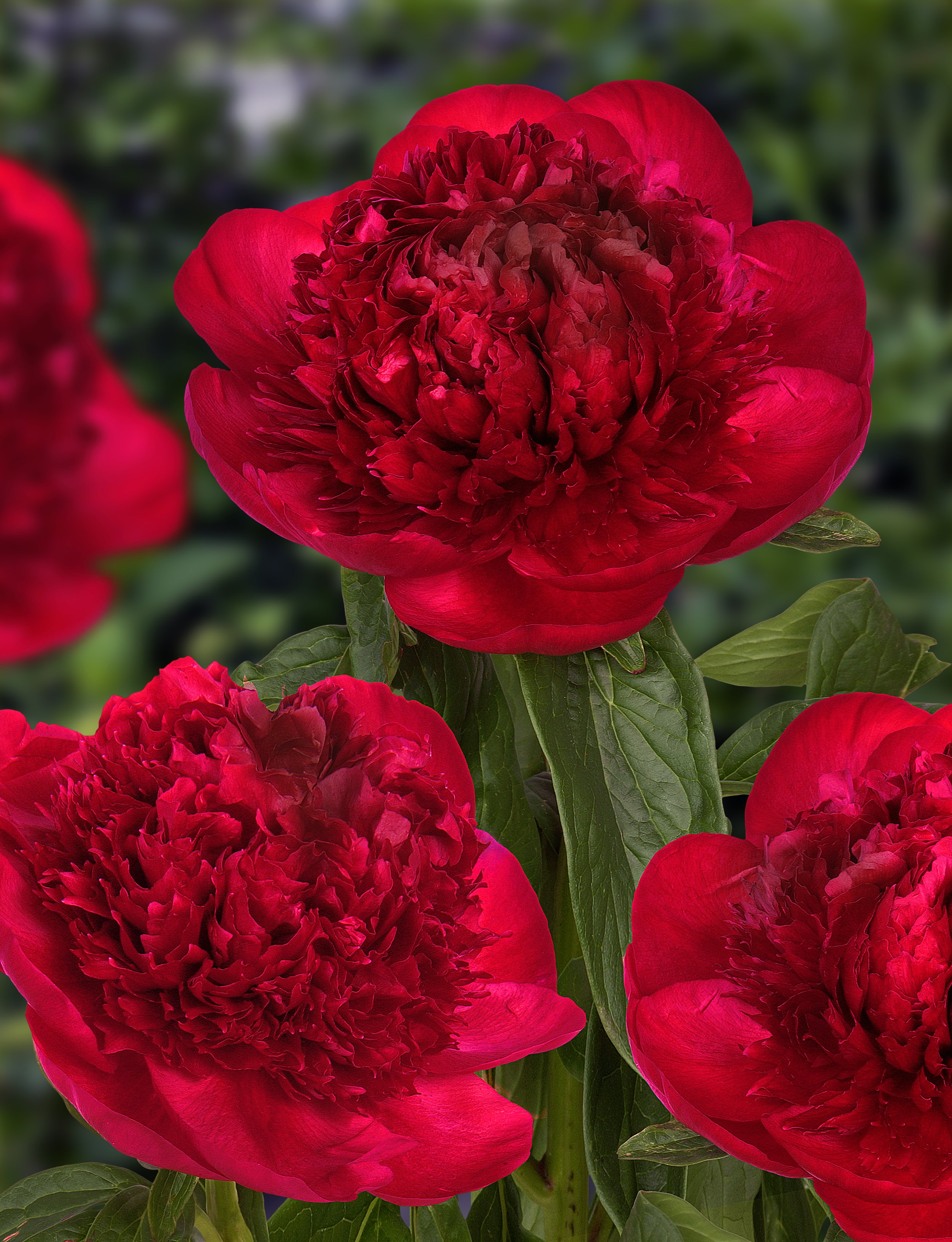 PEONY RED CHARM_Bloom_Bloom.jpg