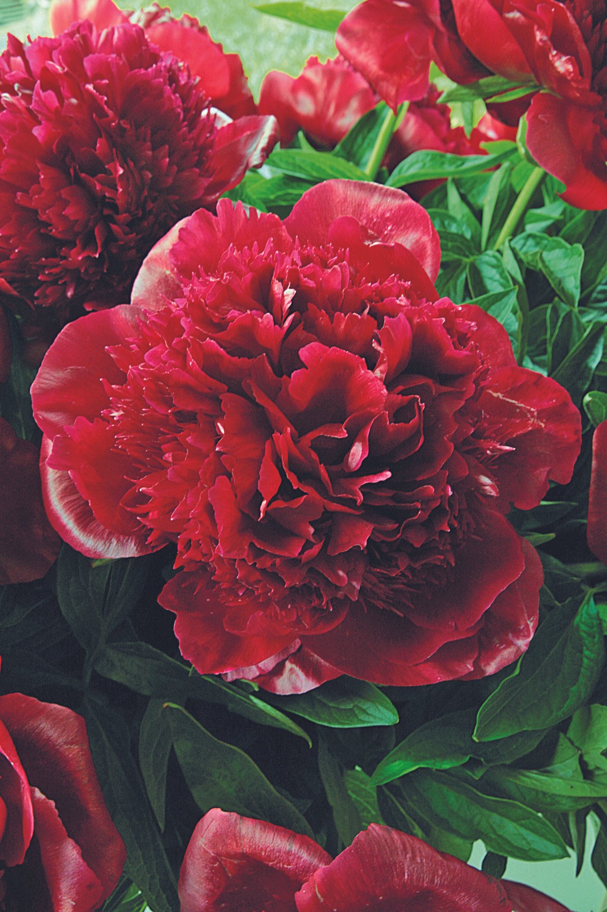 PEONY RED CHARM_Bloom_Bloom (1).jpg
