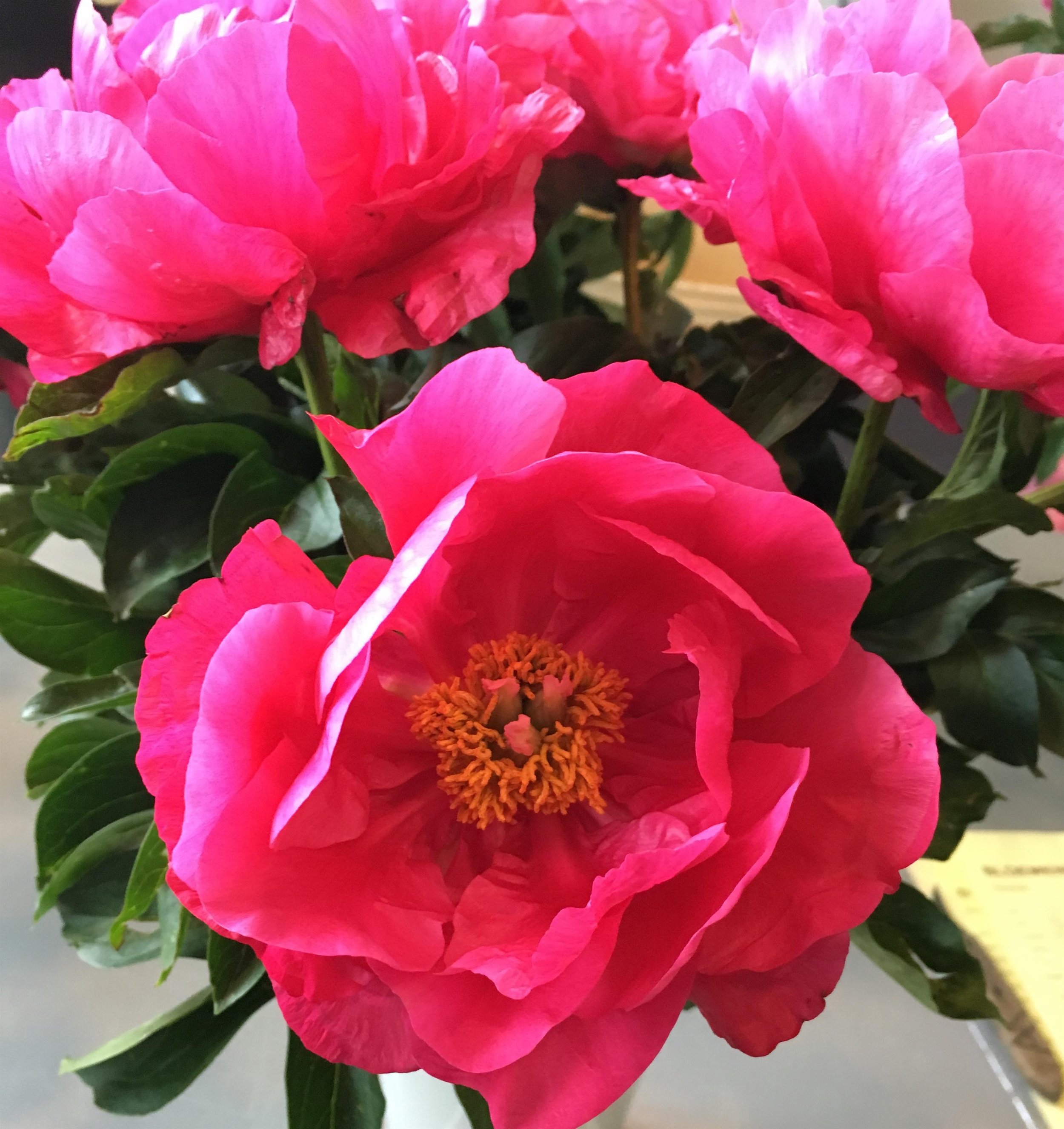 PEONY LACTIFLORA PAULA FAY_Bloom_Bloom.jpg