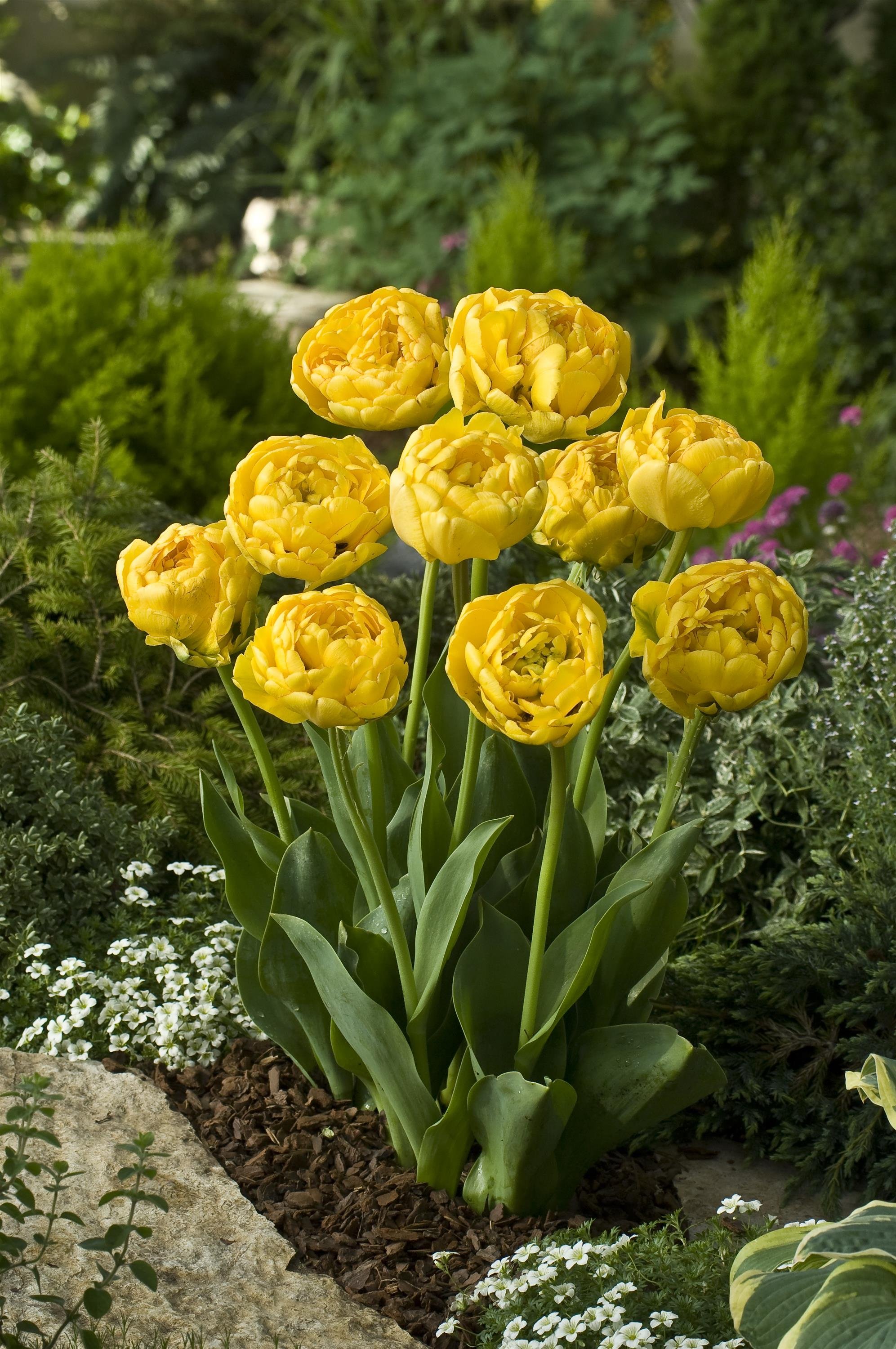 TULIP YELLOW POMPONETTE_Landscape_Landscape.jpg