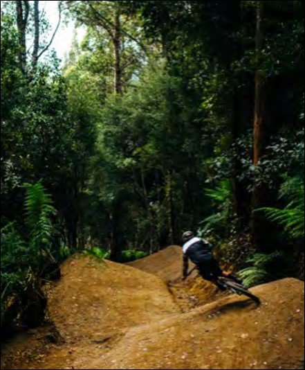 A person mountain biking on a dirt trail surrounded by dense green trees.