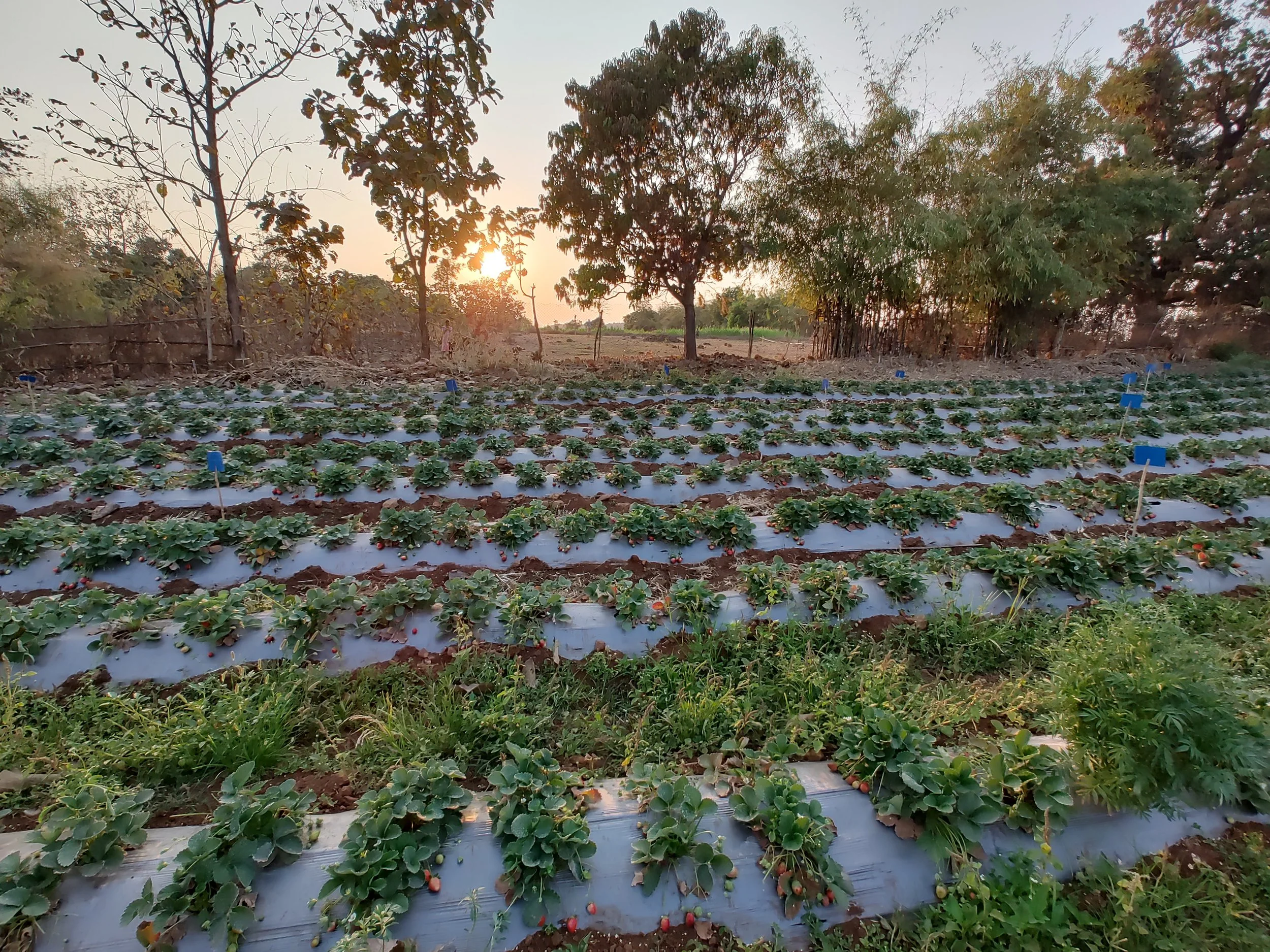 Greening Rural Value Chains (GRVC)