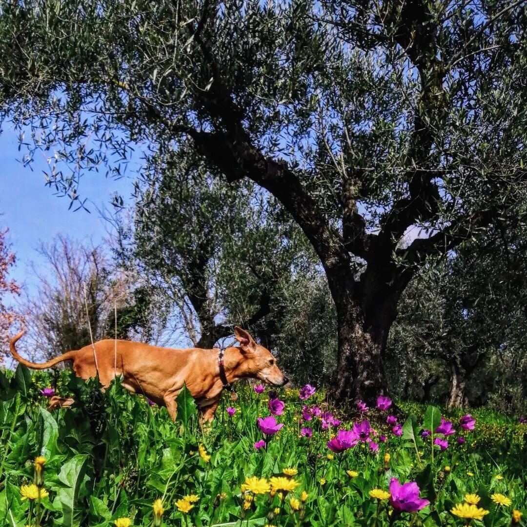 Spring in Sabina, and this old lady is loving life!

We adopted Holly twelve years ago, aged &quot;somewhere between three and five&quot;.
We say she is &quot;about 15&quot; now, but the reality is that she could be even older.

Holly doesn't care ho