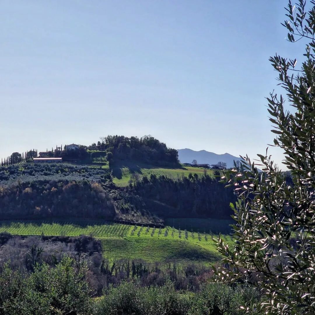 Have I ever mentioned that I love my view?

#theviewfrommywindow
#springvibes #sabina #morningview #livingthedream #italia_in_foto #OliveHill