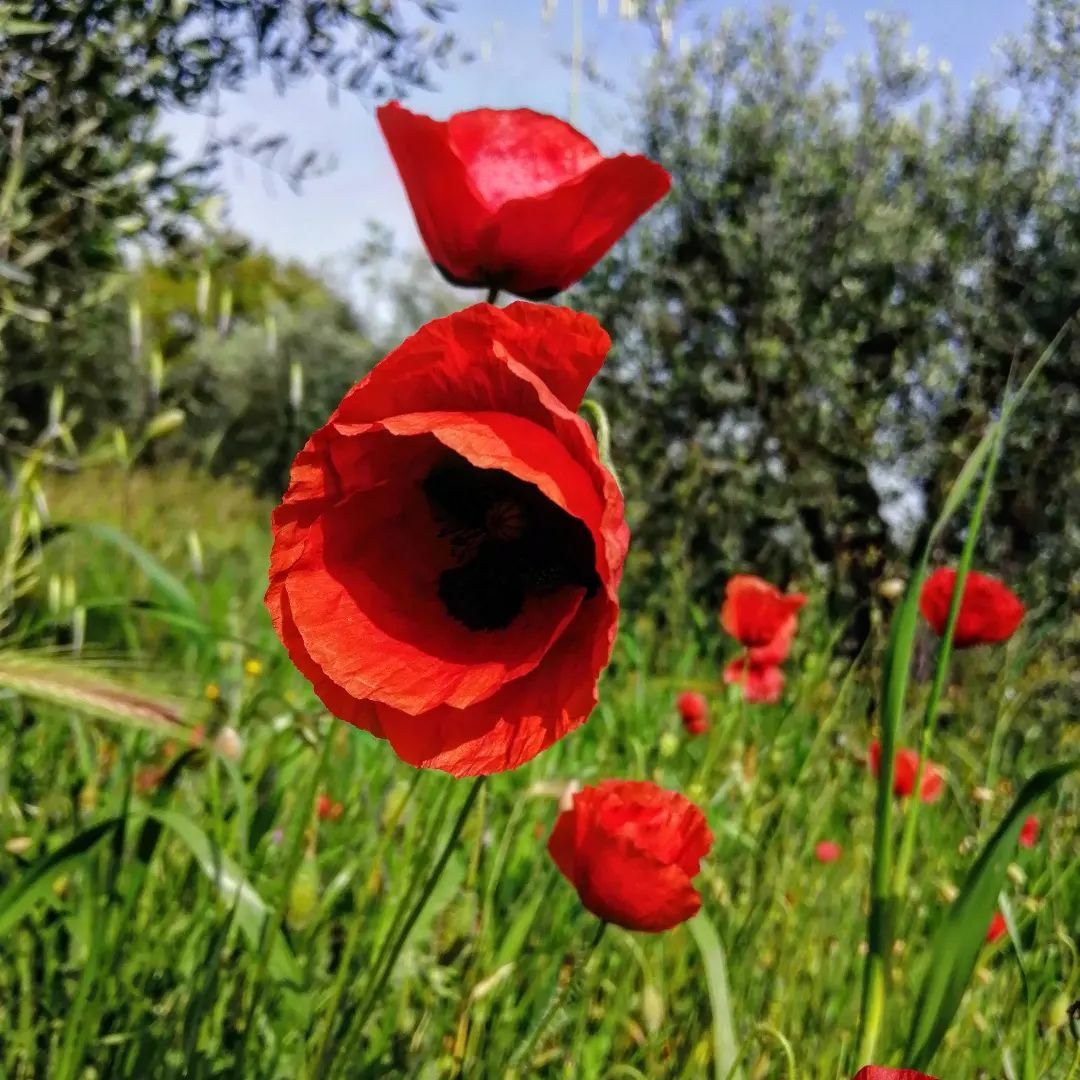 Poppy season!

#poppy #poppies #nature #regenerativefarming #organic #wildflowers