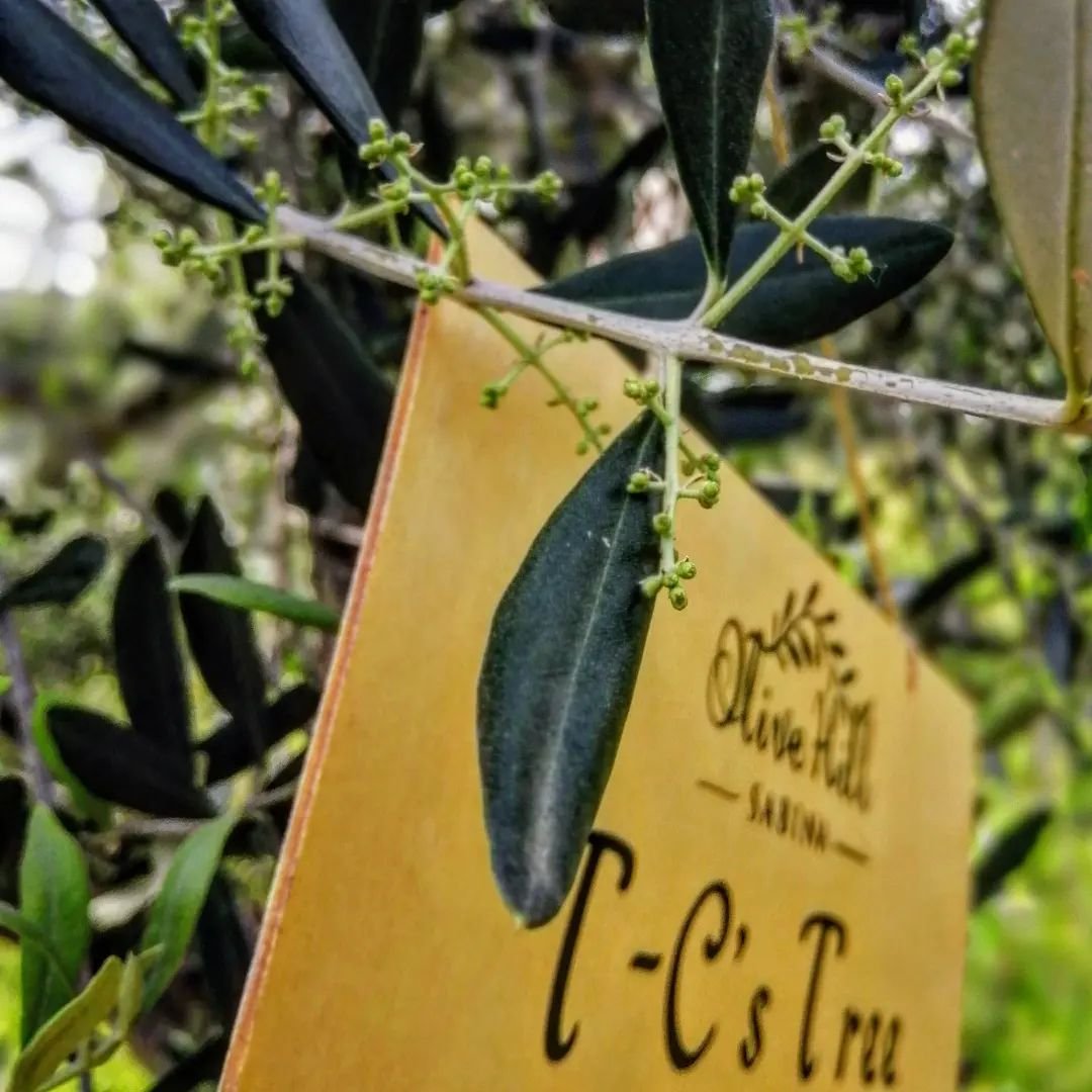 Looking forward to a grove full of olive blossom!
Not long now 😊

#olivegrove #oliveblossom #springinsabina #oliveoil #evoolovers #olivegrovetours #oliveoiltasting #visitsabina #daytripfromrome