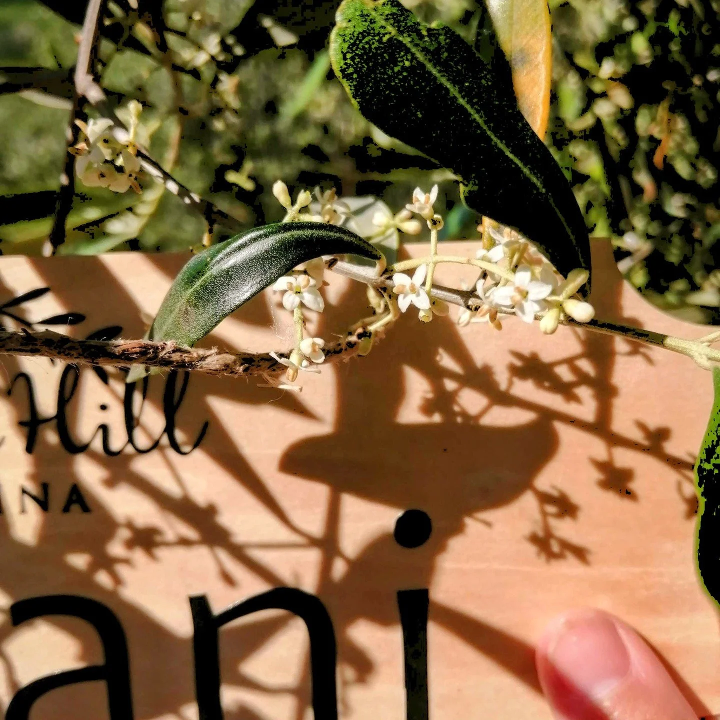 🌿 Springtime at Olive Hill Sabina ...🌿 

The olive trees are in full bloom! 🌸✨ 

Now is the perfect time to visit and witness the beauty of nature in the heart of Sabina.

🍃 Join us for a stroll through blossoming organic olive trees 🫒 Taste our