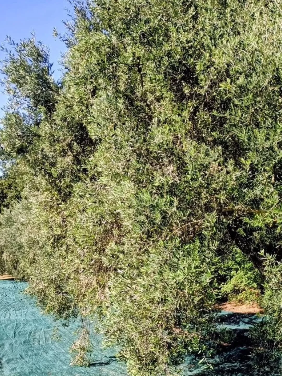 World Olive Tree Day 🌍 

We may only be a small farm at Olive Hill Sabina, but we feel so lucky to live among these wonderful trees.

#WorldOliveTreeDay #OliveHillSabina #SmallFarmBigHeart #Grateful 
#olivegrovetour #oliveoiltasting