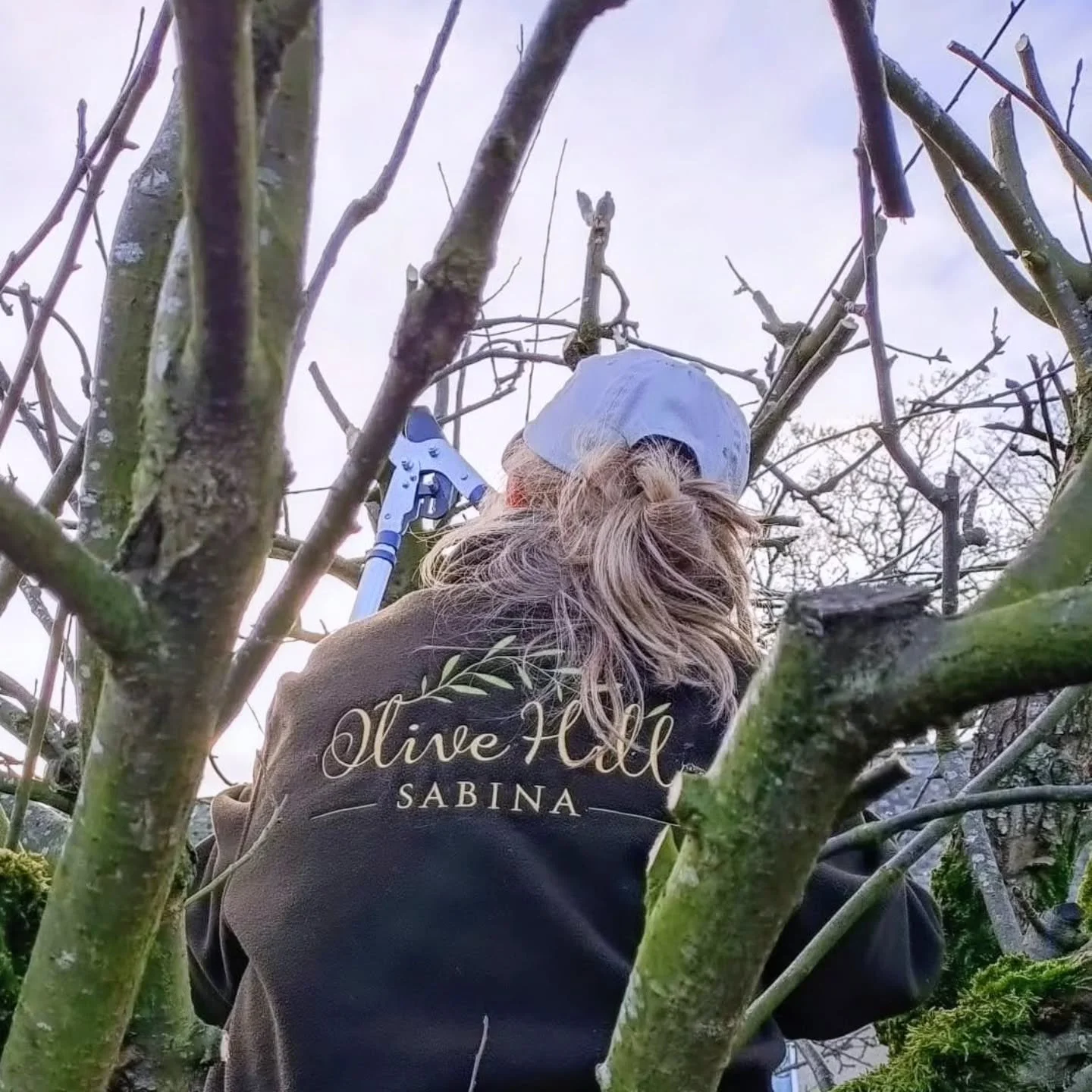 You can take us out of Sabina, but somehow, we will always find trees to work!
Our little cottage in Teesdale has four apple trees in the garden, so today was pruning day!
Our lovely neighbour lent us secateurs on a long pole, but I can't help myself