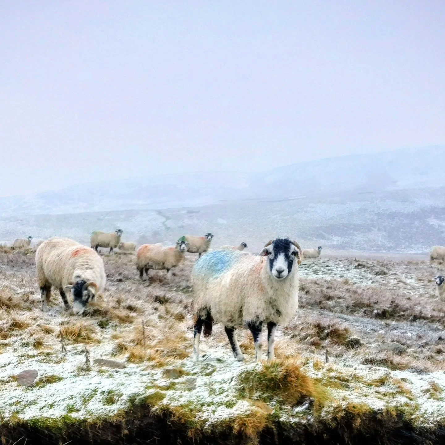 Meanwhile in Yorkshire...

#swaledalesheep
#winter
#olivehillontour