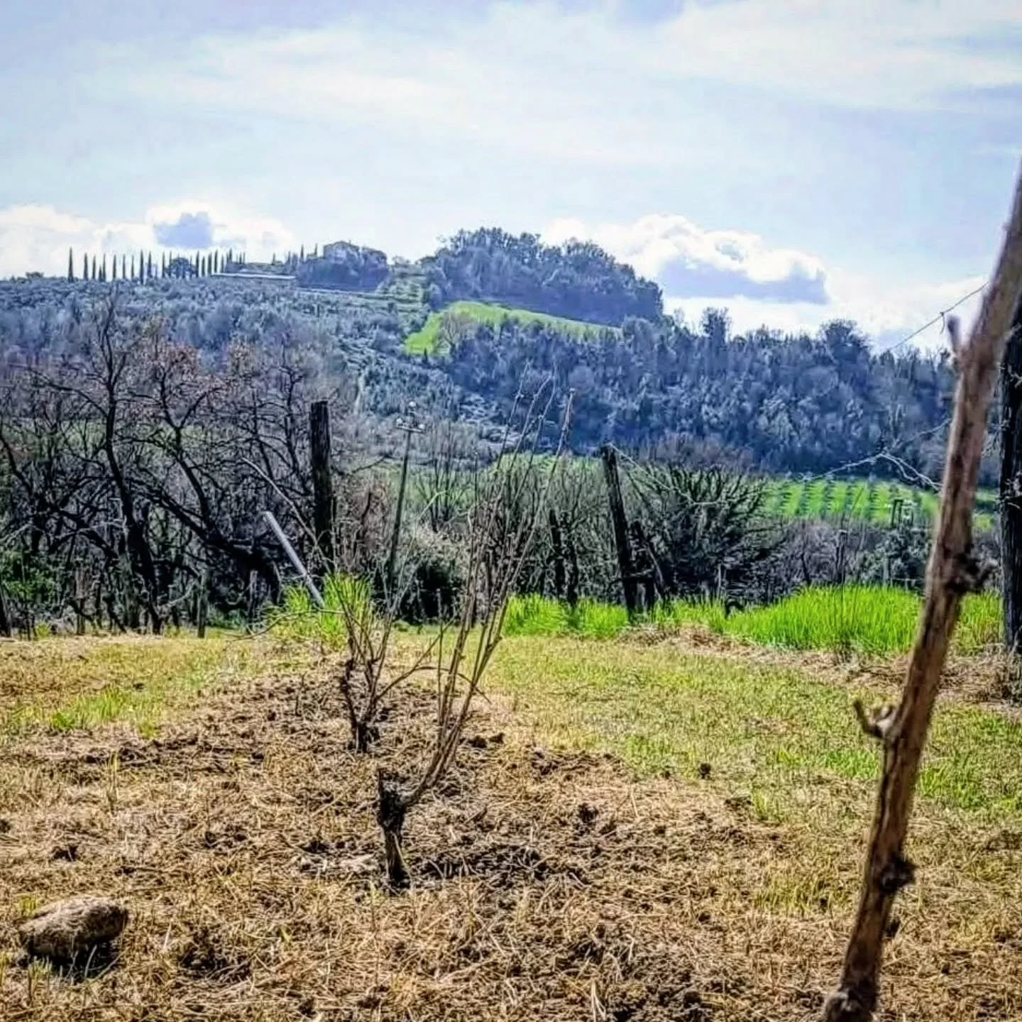 After eight years of hard work, our olive grove's thriving, the farmhouse is renovated, and the fields are blooming. Now, it's the vineyard's turn. 
Stay tuned!

#organic
#vineyard #adventure #visitanoliveoilfarm #oliveoiltasting