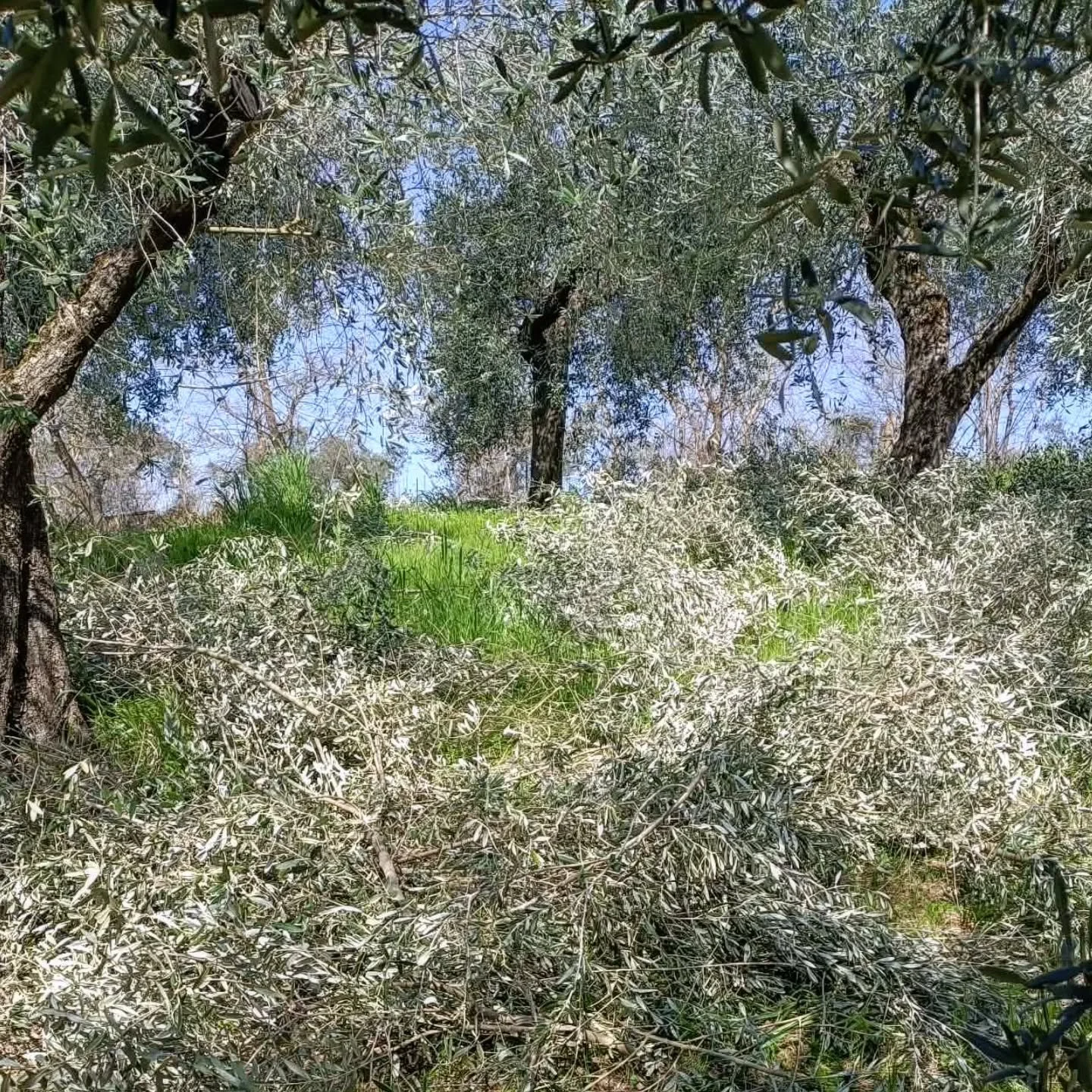 Pruning season is in full swing!

 Not only does it promote healthy growth and prevent disease, but it also helps us keep our trees at a perfect size for harvesting.

 Our sustainable approach means we give back to the soil by mulching the pruned bra