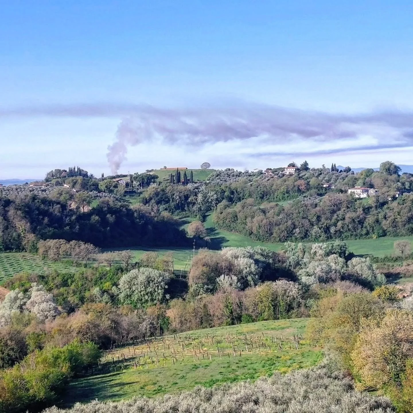 I can't bear watching my neighbours burn their olive prunings.

After pruning, we mulch the branches and leaves to restore nutrients to the soil, instead of burning them, filling the air with filthy smoke and wasting that goodness. 

What would you c