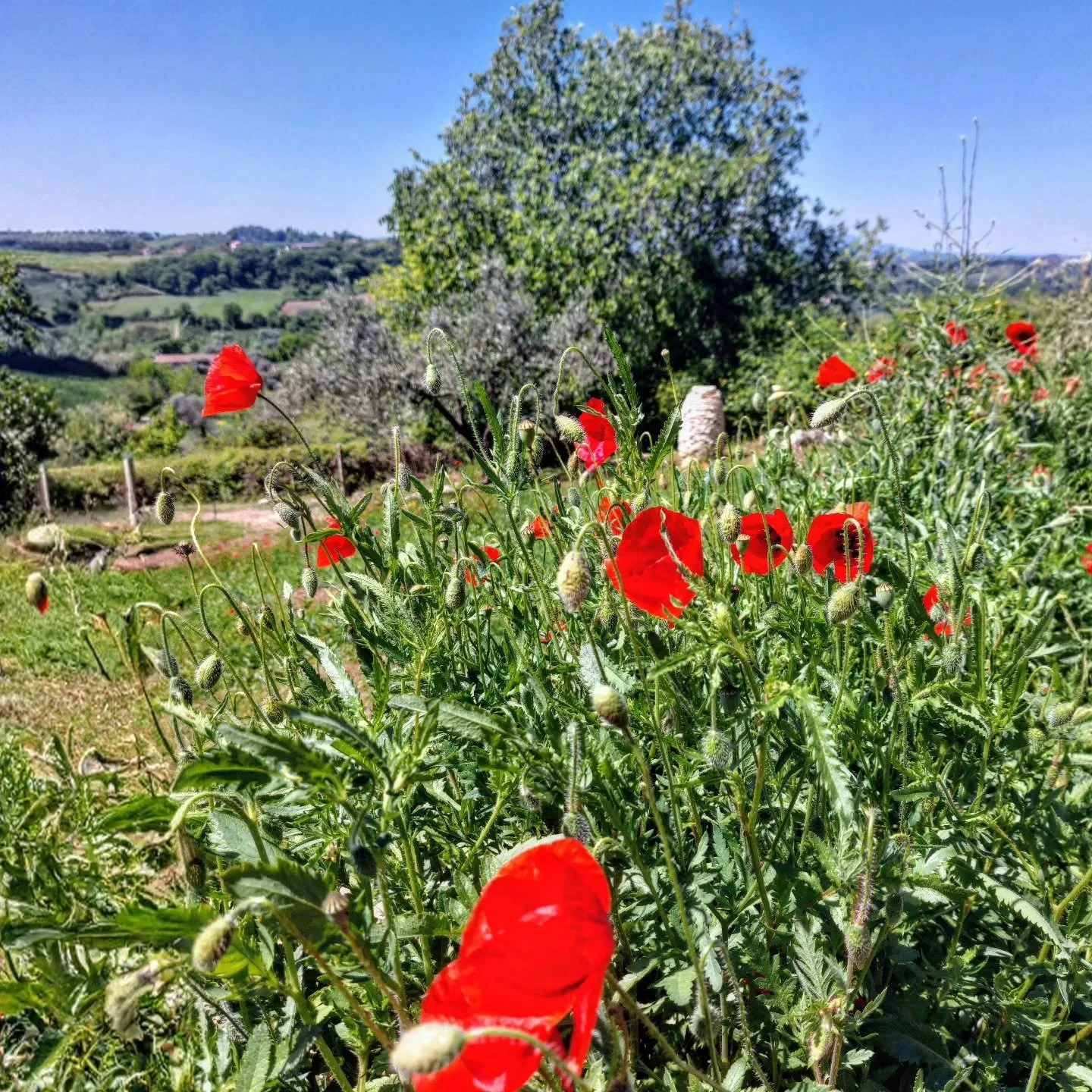 Welcome to Poppy Hill Sabina!

#poppy 
#visitsabina 
#visitanoliveoilfarm 
#oliveoiltasting 
#olivegrovetour