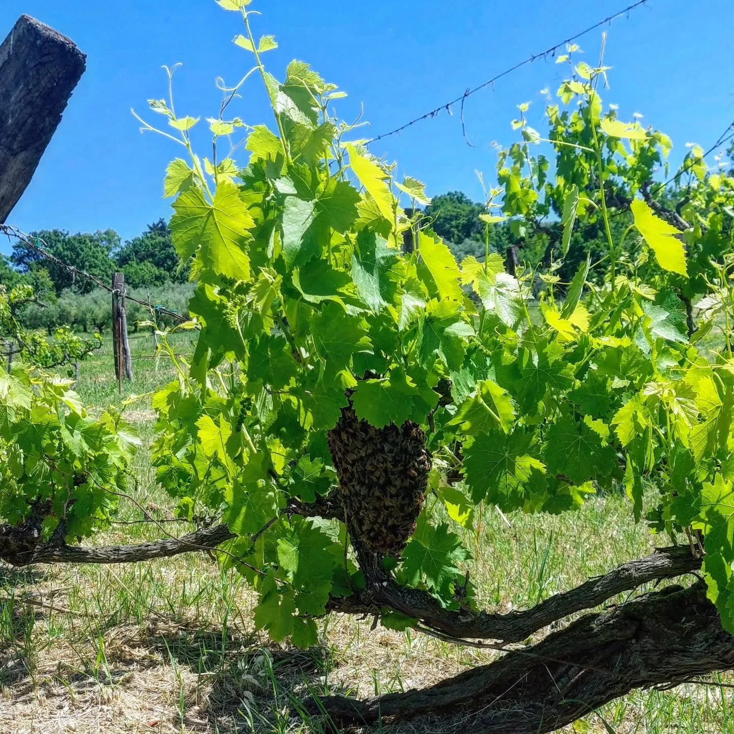Vineyard work led to an unexpected adventure as we captured our first bee swarm!

#beeodiversity 
#swarmcapture 
#olivehillbees 
#vineyardadventures 
#beekeeping