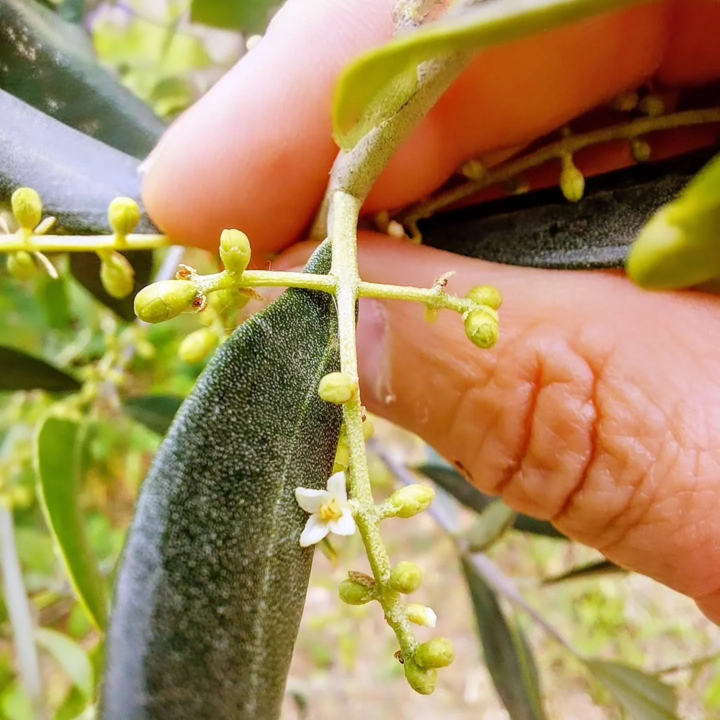 Happy First Olive Flower of Spring Day!

Olives are wind pollinated, so the trees don't waste their energy on big, fragrant blooms.

Now we cross fingers, toes, and everything else for a nice, gentle spring with no hail storms...

#oliveblossom
#oliv