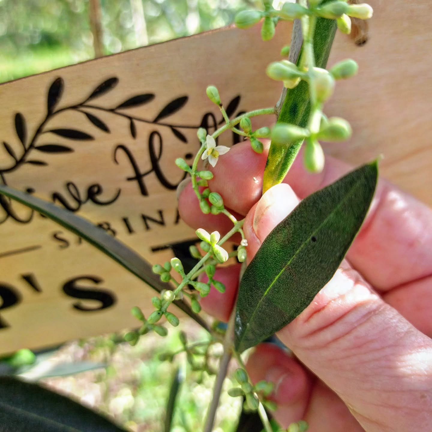FYI .... we will be closed from Wednesday 20 May until Wednesday 10 June inclusive.

Want to see the grove in spring? It's a fabulous time to visit us, as the olive trees are in full blossom, it's really beautiful here right now!

We still have limit