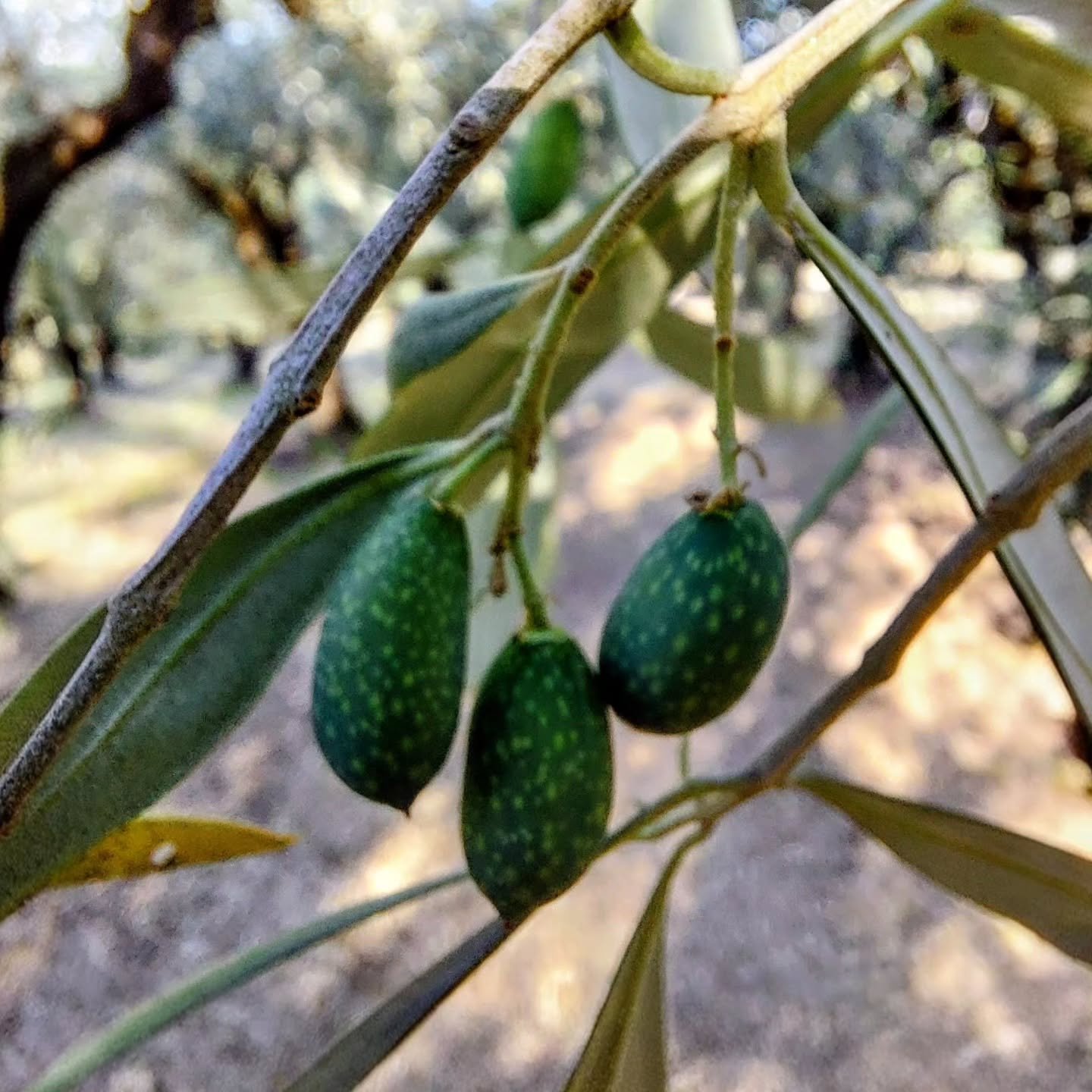 #OutOfOffice

Leaving the olives to mature and heading back to Blighty for a couple of weeks R and R.

See you in August: we are open for visits from 10 August!

#summerbreak
#backsoon