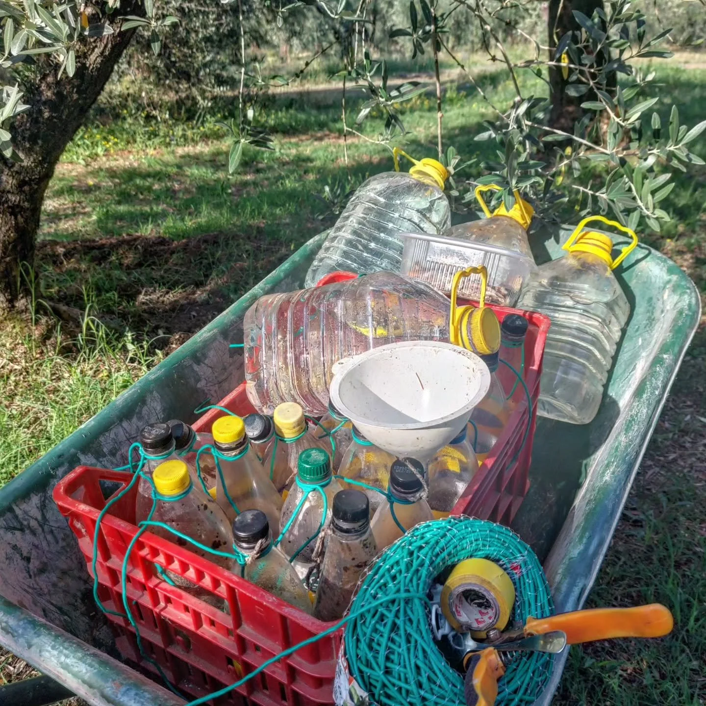 Life at #OliveHillSabina is not always as idyllic as you might think it is.
Yes, mostly we are outdoors, under the Sabina sun, working with our trees, vines, bees or, indeed, visitors.

But some work days are less pleasant than others, and today is t