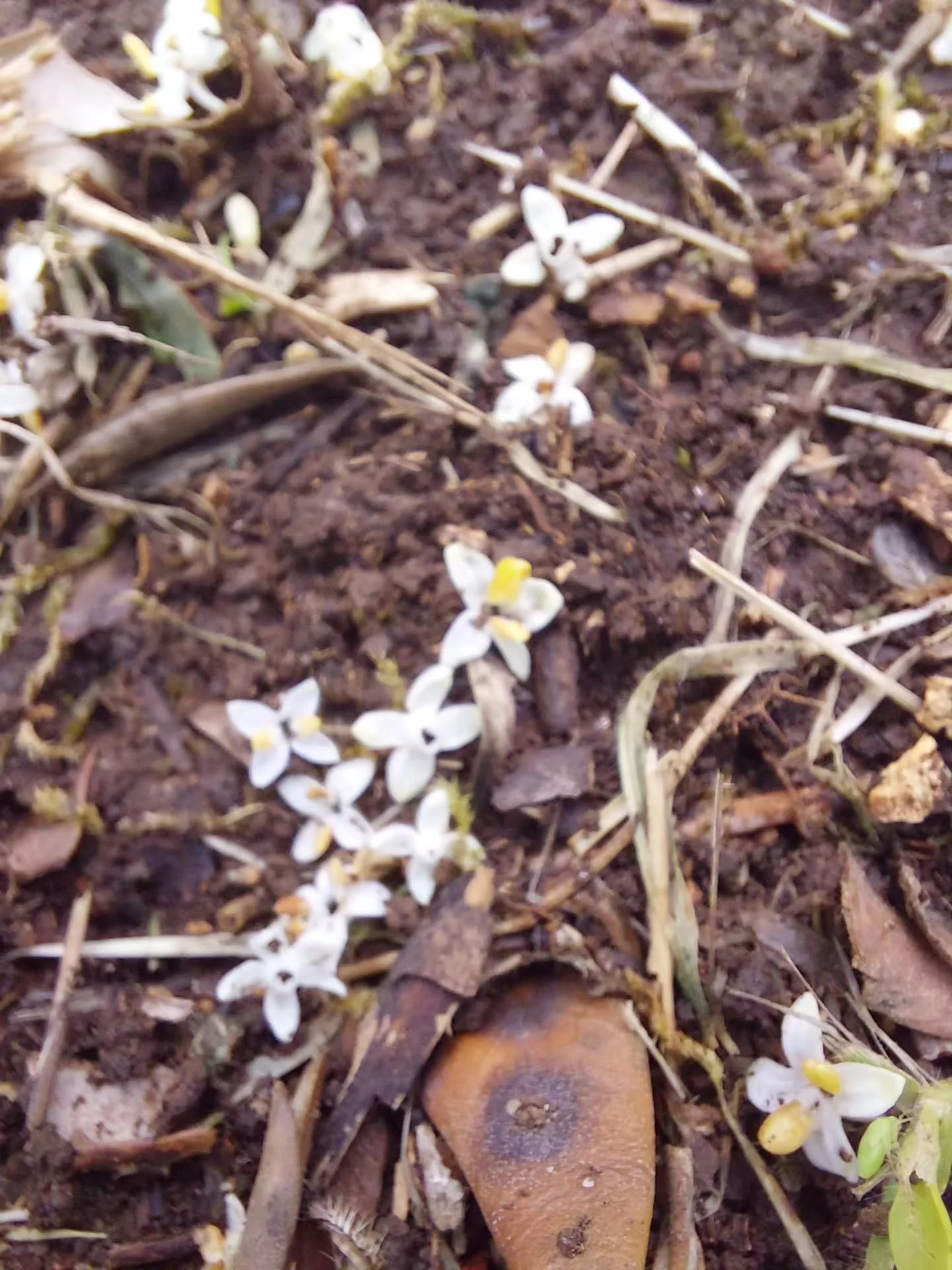 The Most depressing sight.

After a stormy night, the ground under our olive trees is covered in fallen olive blossom.

Right now, it is blowing a gale, and the heavy rain is turning into hail as another storm passes through.
This is THE WORST weathe
