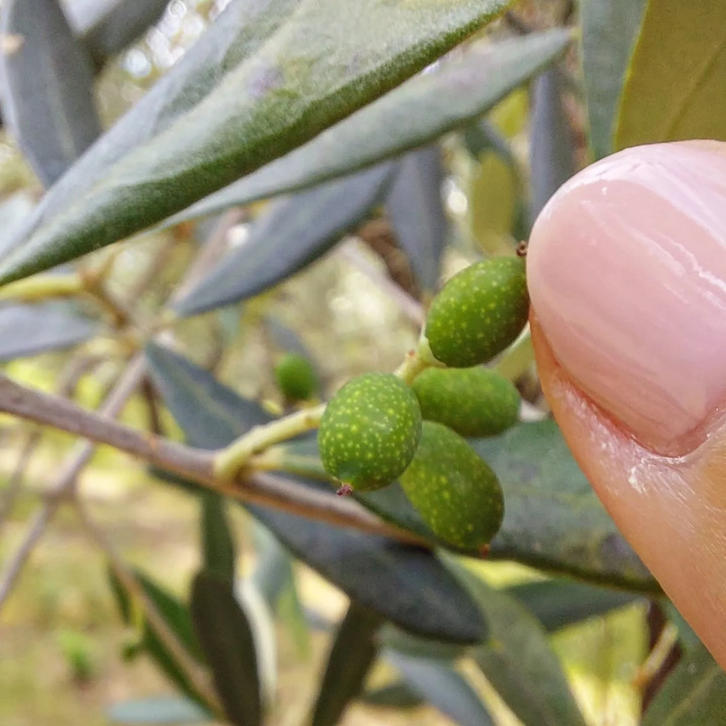 Blossom season is behind us, and the olives are here!

Tiny little fruits are appearing all over the grove. This is such an exciting time of year for us, but nerve-wracking too ... 

For now, everything is perfect. Now we just need everything to stay