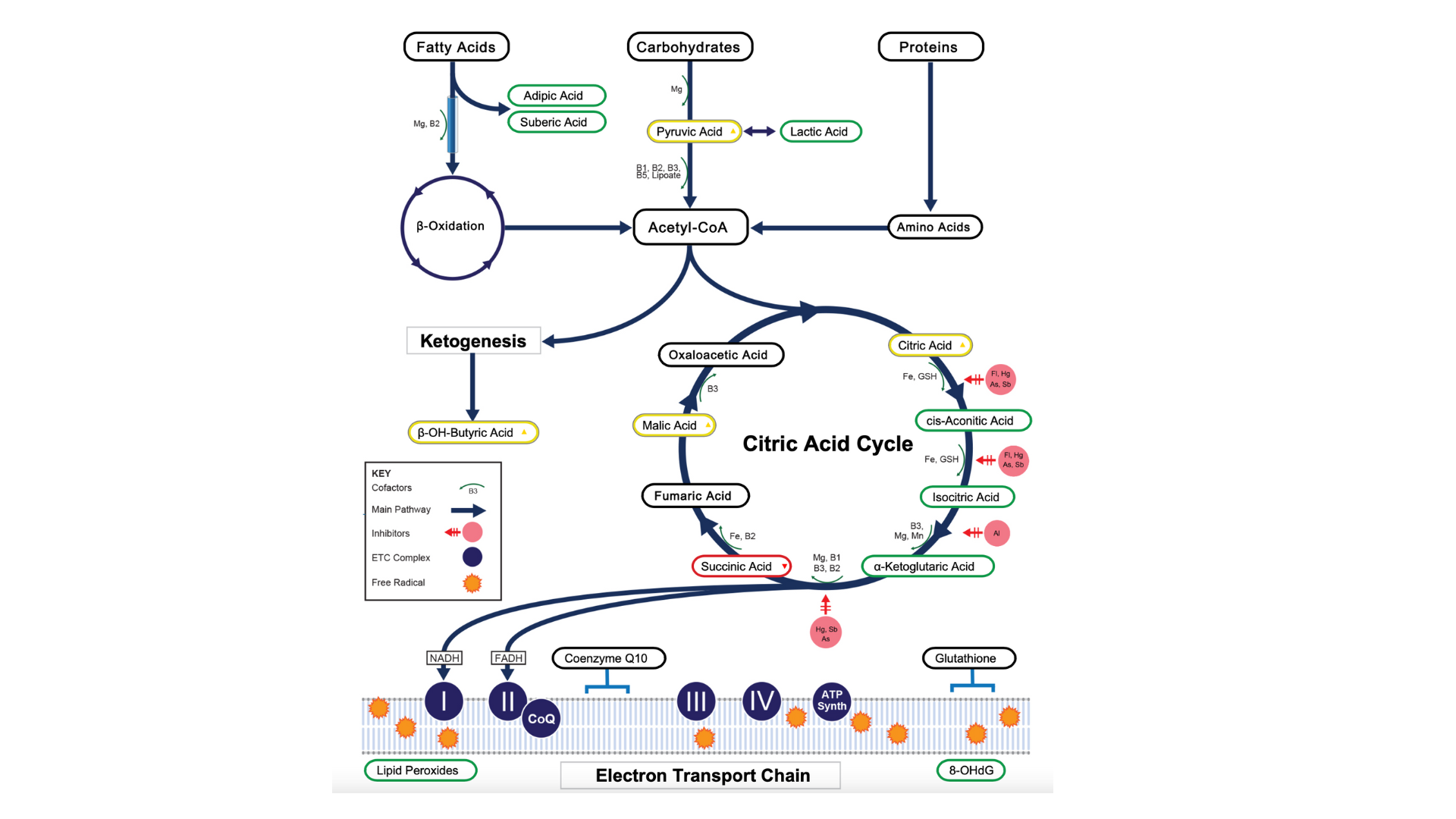 Biohack your Health — Dr Alka Patel Longevity & Biohacking Expert